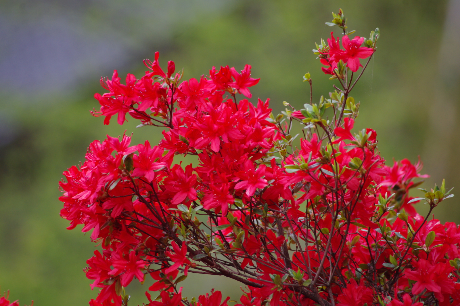 f:id:k10no3:20160430121333j:image:w640