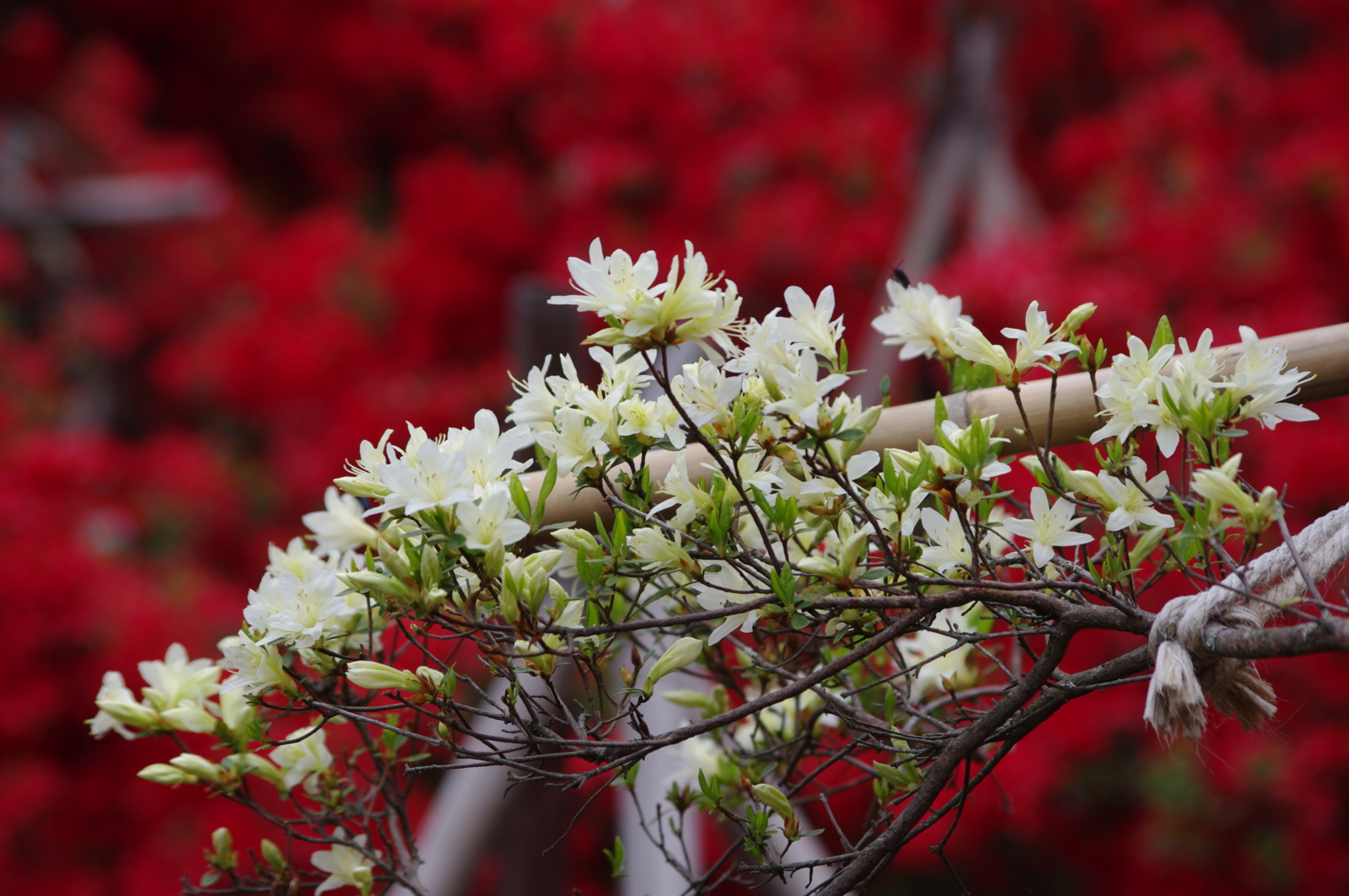 f:id:k10no3:20160430121737j:image:w640