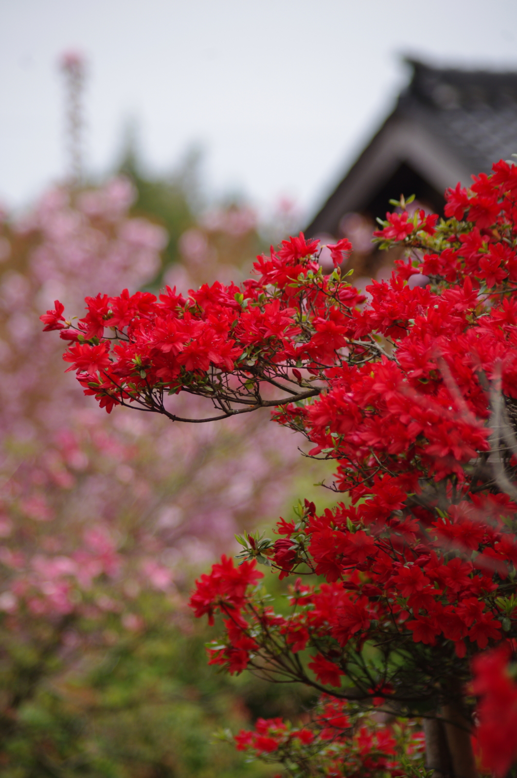 f:id:k10no3:20160430122255j:image:w318