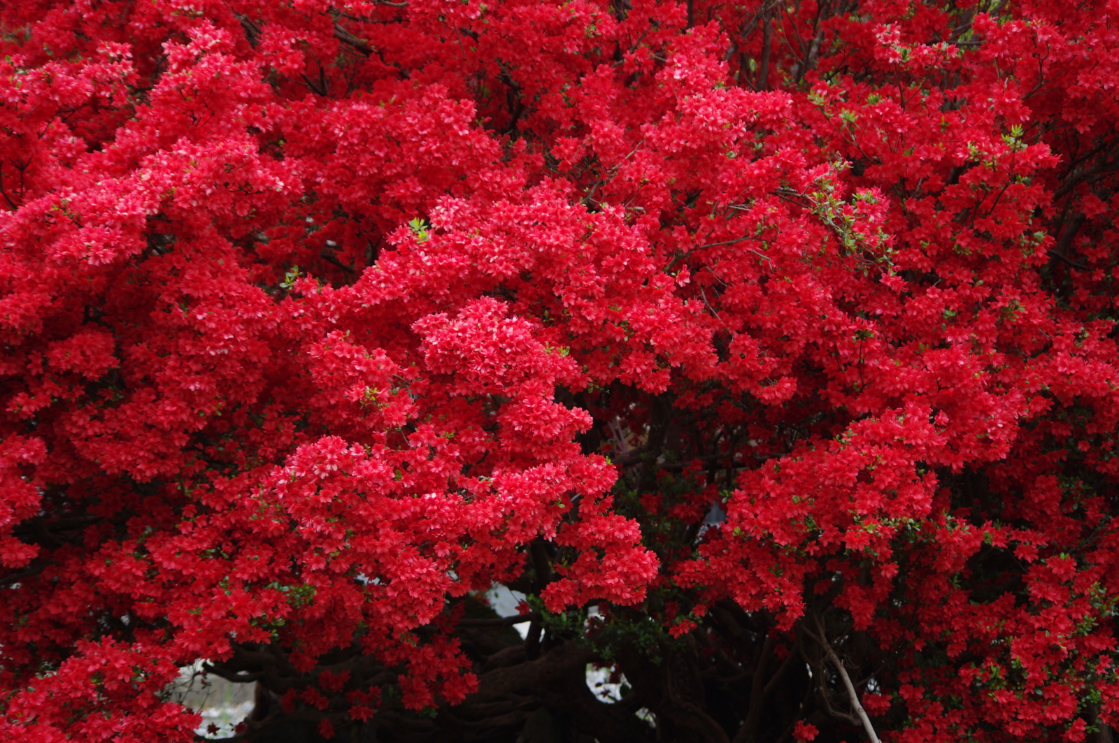 f:id:k10no3:20160430131923j:image:w318 f:id:k10no3:20160430131923j:image:w318