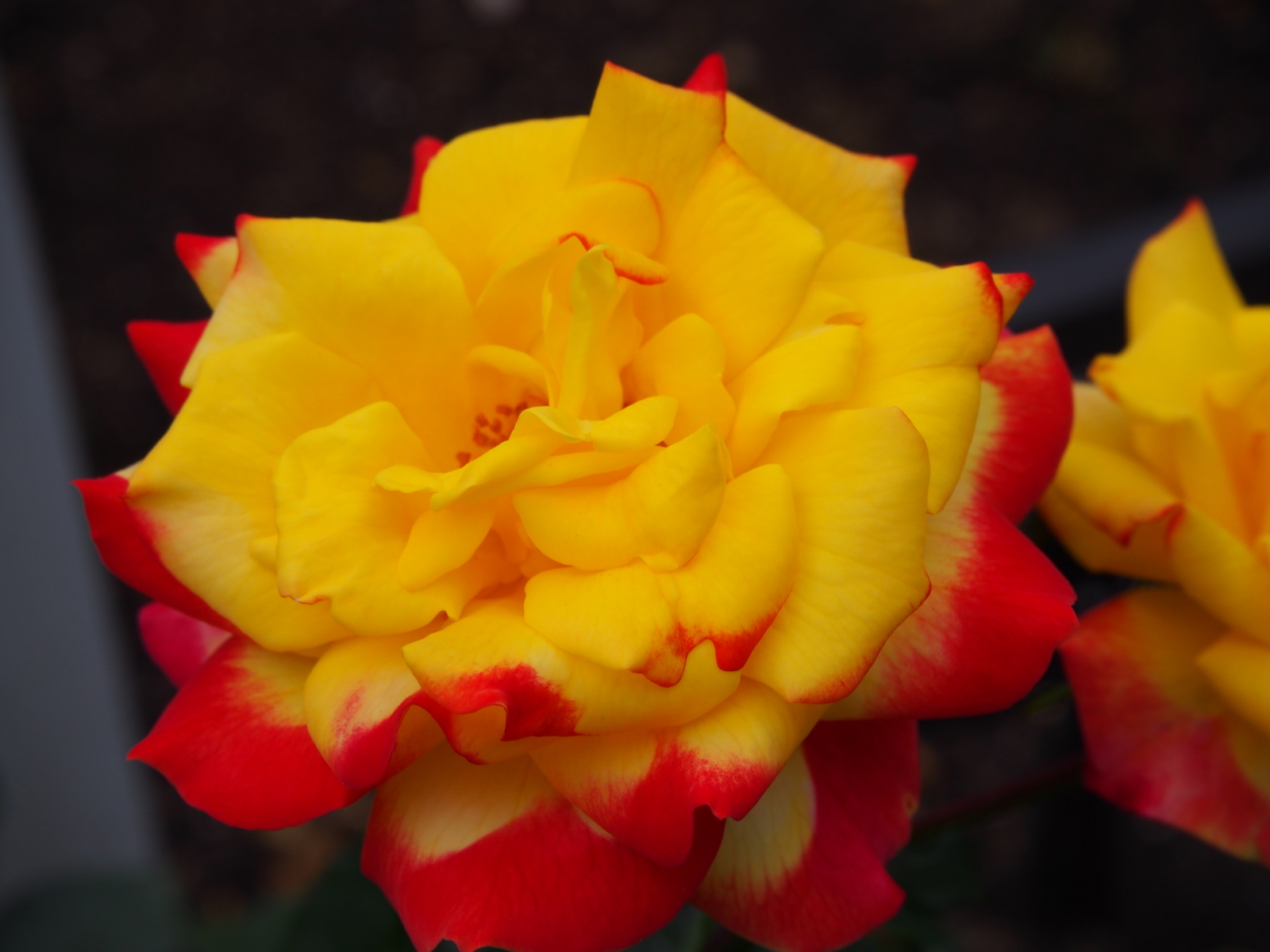 f:id:k10no3:20160612111009j:image:w640