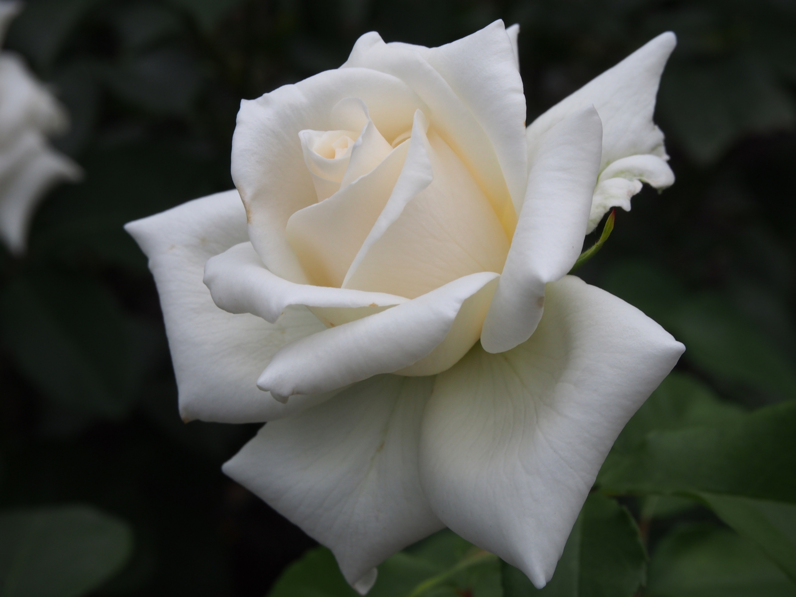 f:id:k10no3:20160612111122j:image:w640