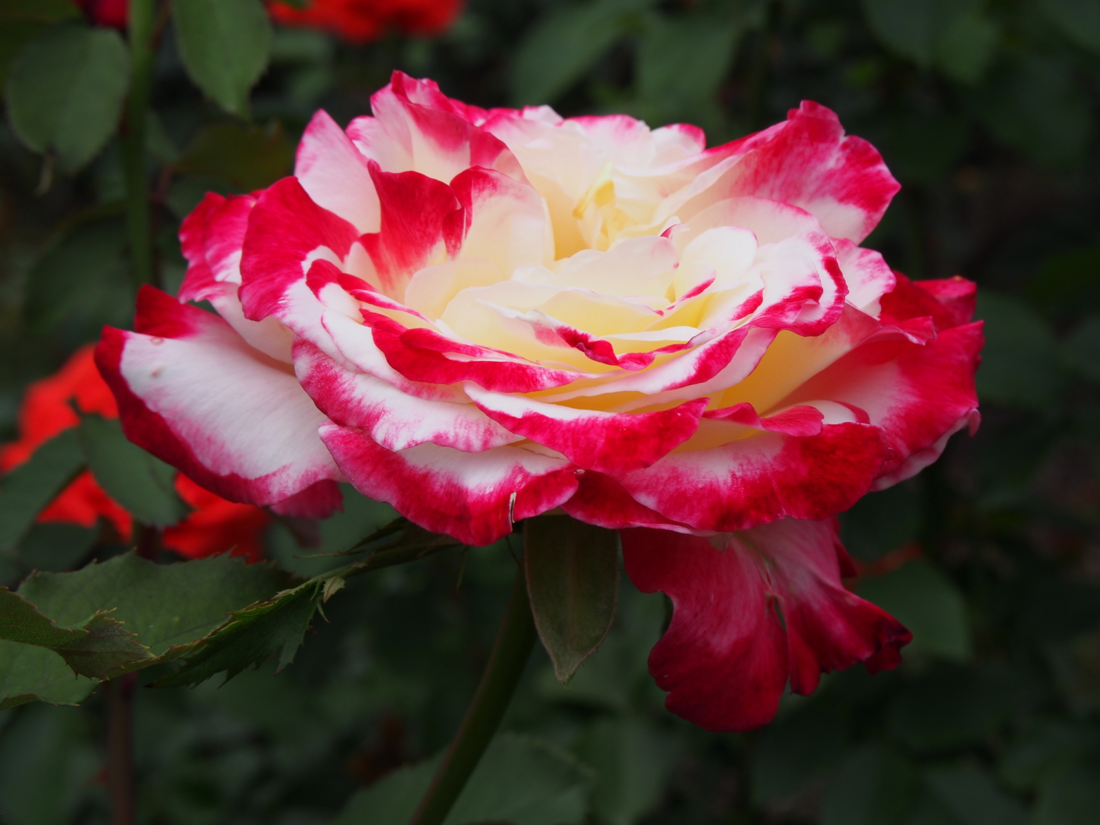 f:id:k10no3:20160612111242j:image:w640