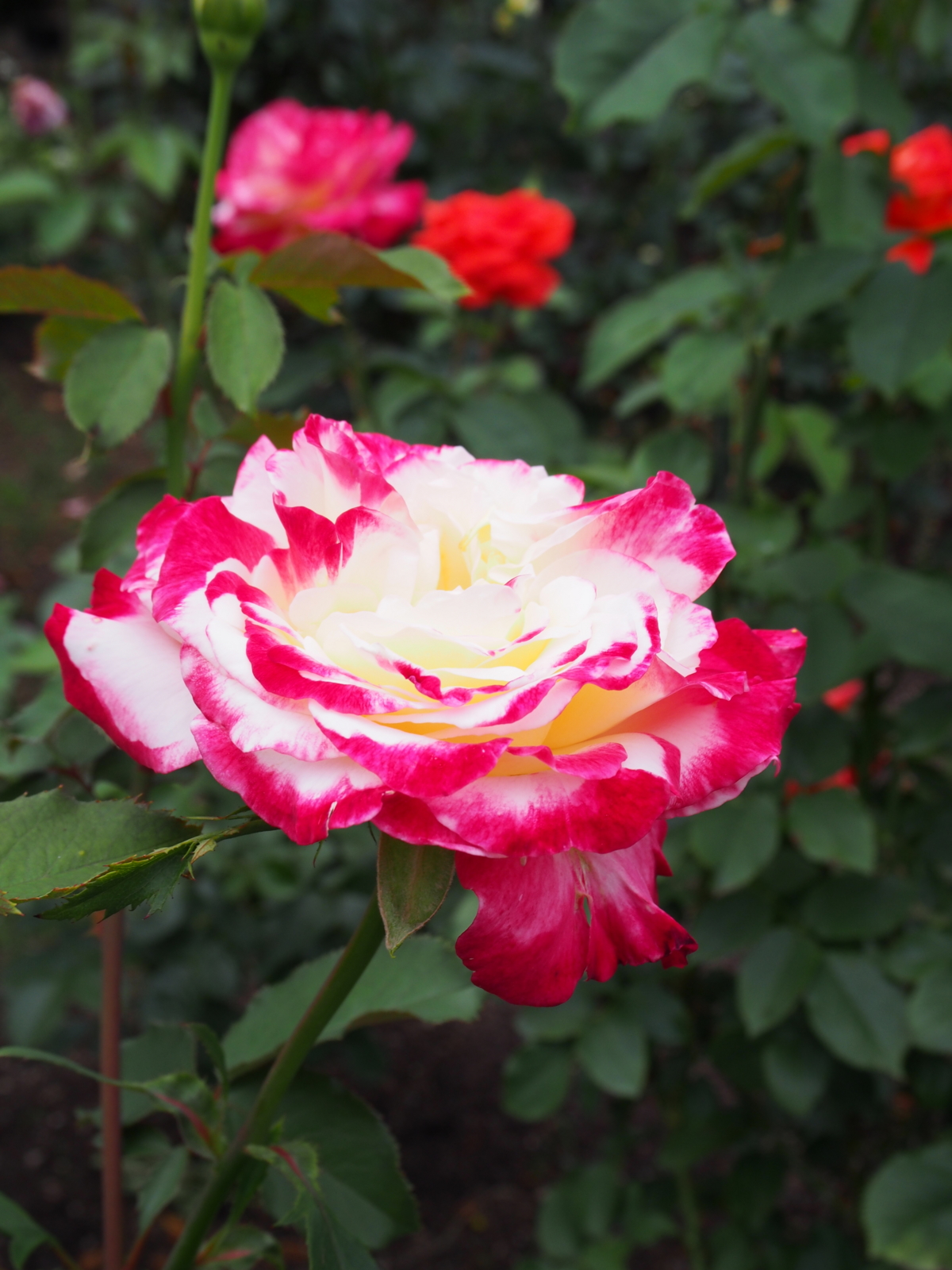 f:id:k10no3:20160612111250j:image:w318