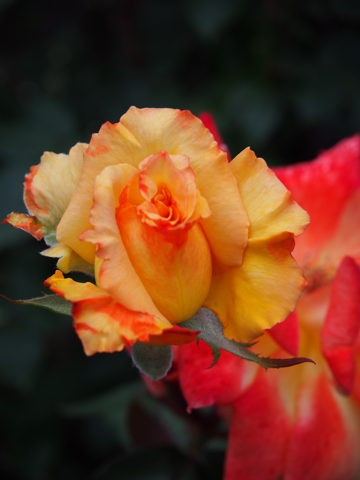 f:id:k10no3:20160612111317j:image:w318