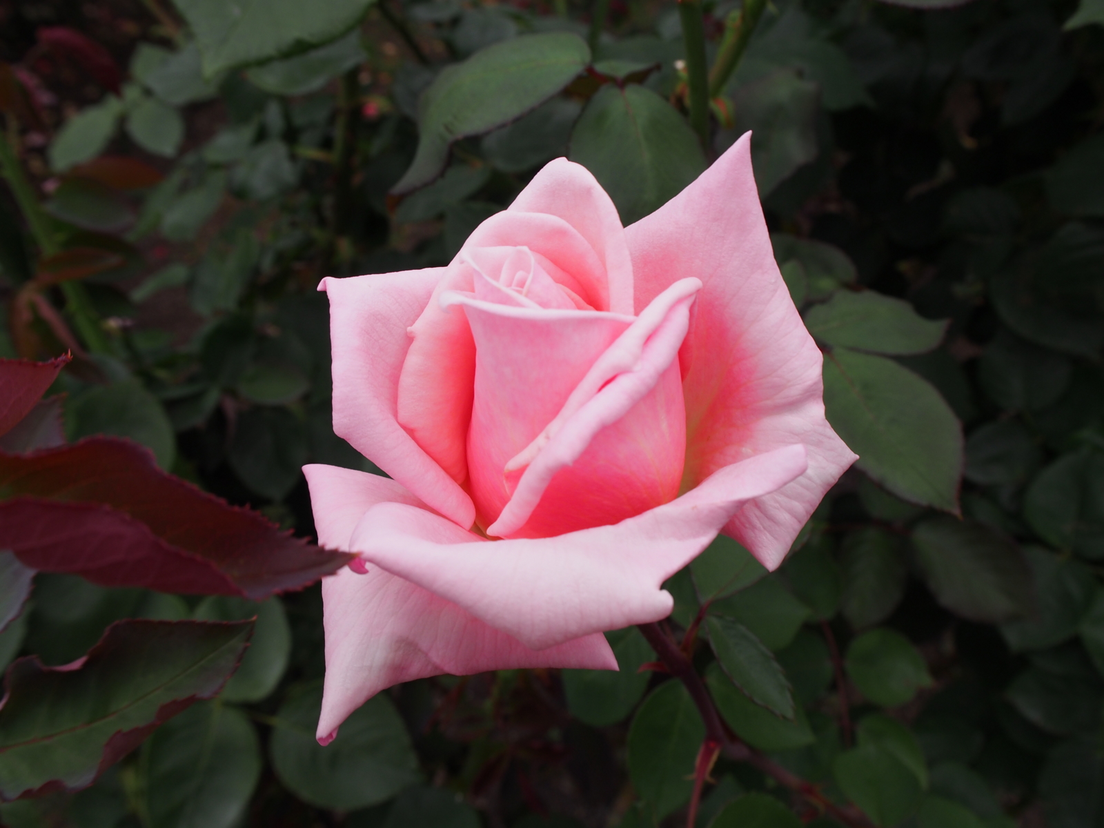 f:id:k10no3:20160612111510j:image:w640