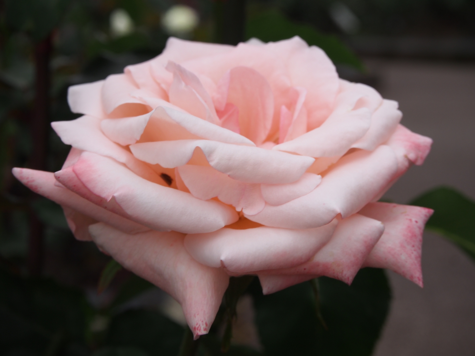 f:id:k10no3:20160612111637j:image:w640