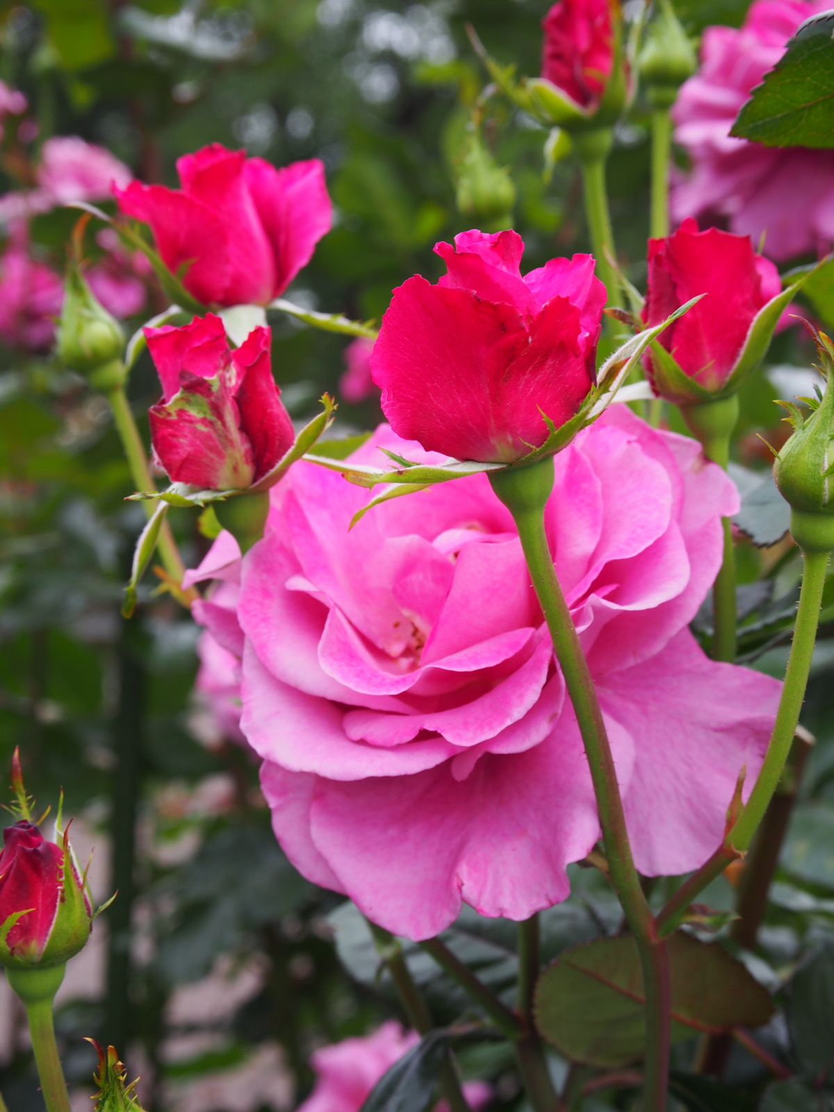 f:id:k10no3:20160612112038j:image:w318