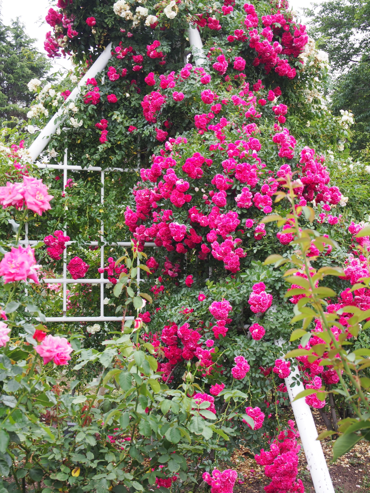f:id:k10no3:20160612112054j:image:w318