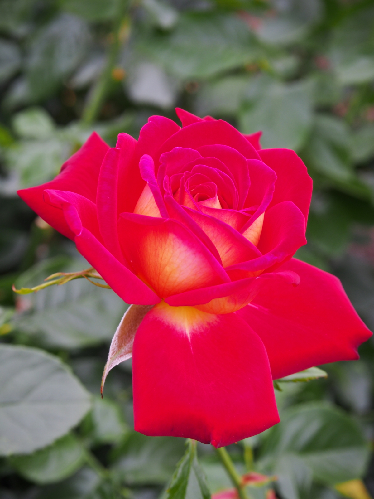 f:id:k10no3:20160612112115j:image:w318