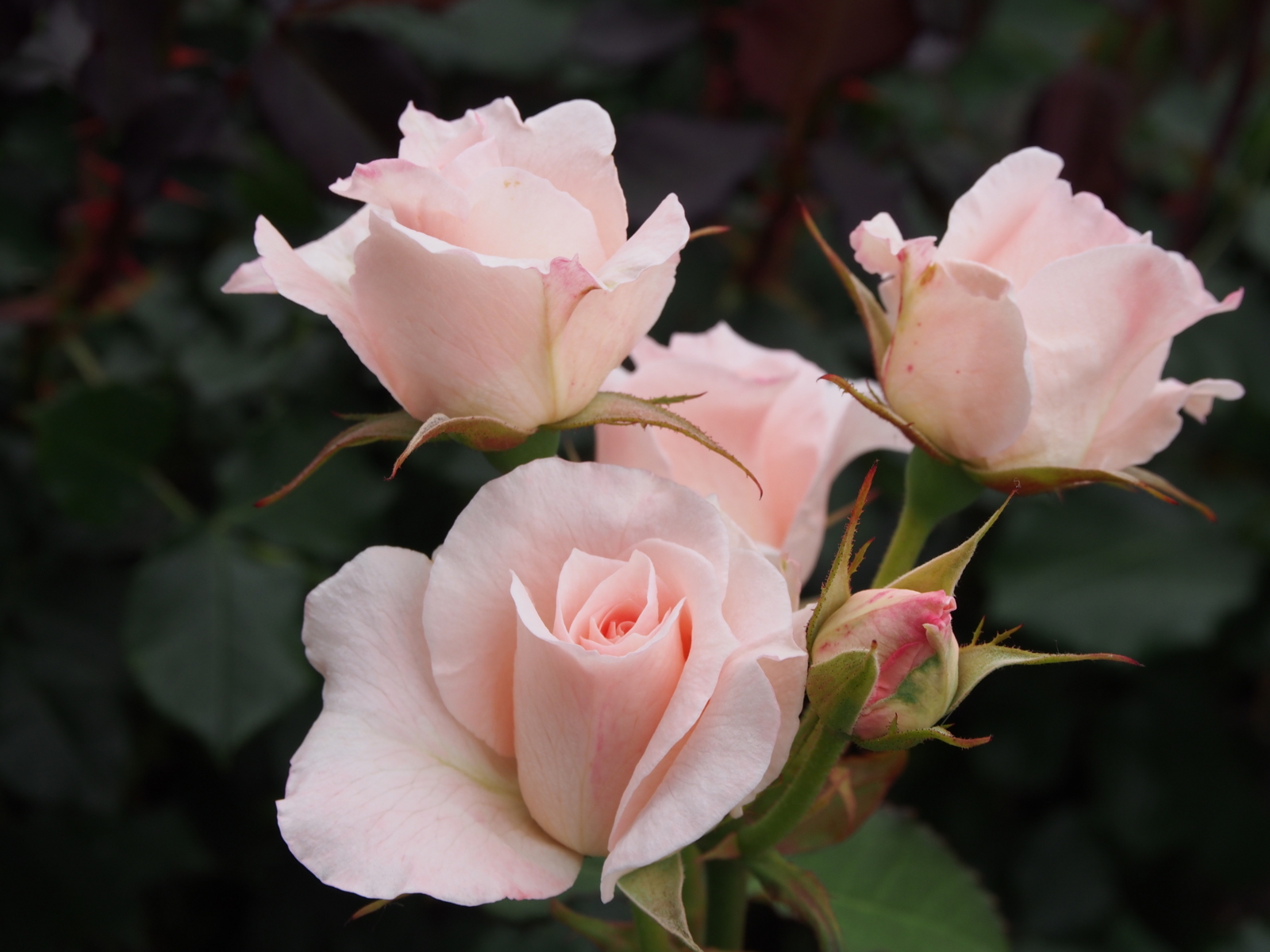 f:id:k10no3:20160612112159j:image:w640