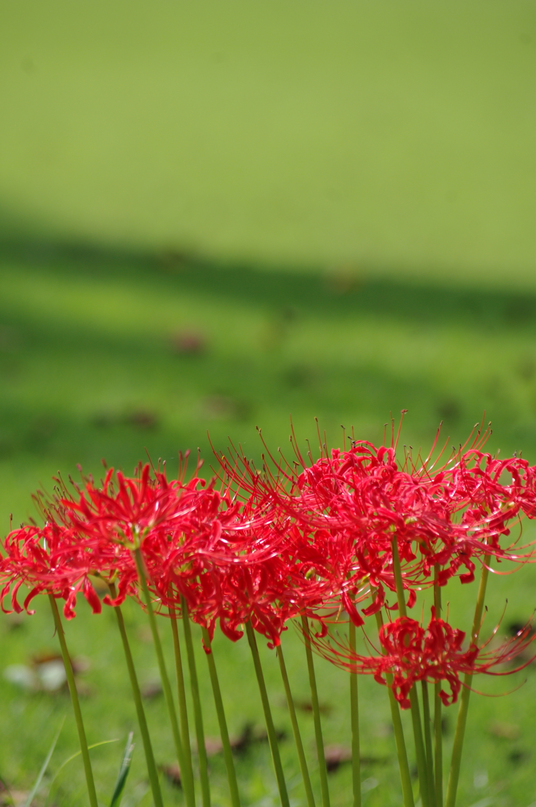 f:id:k10no3:20160924105329j:image:w318