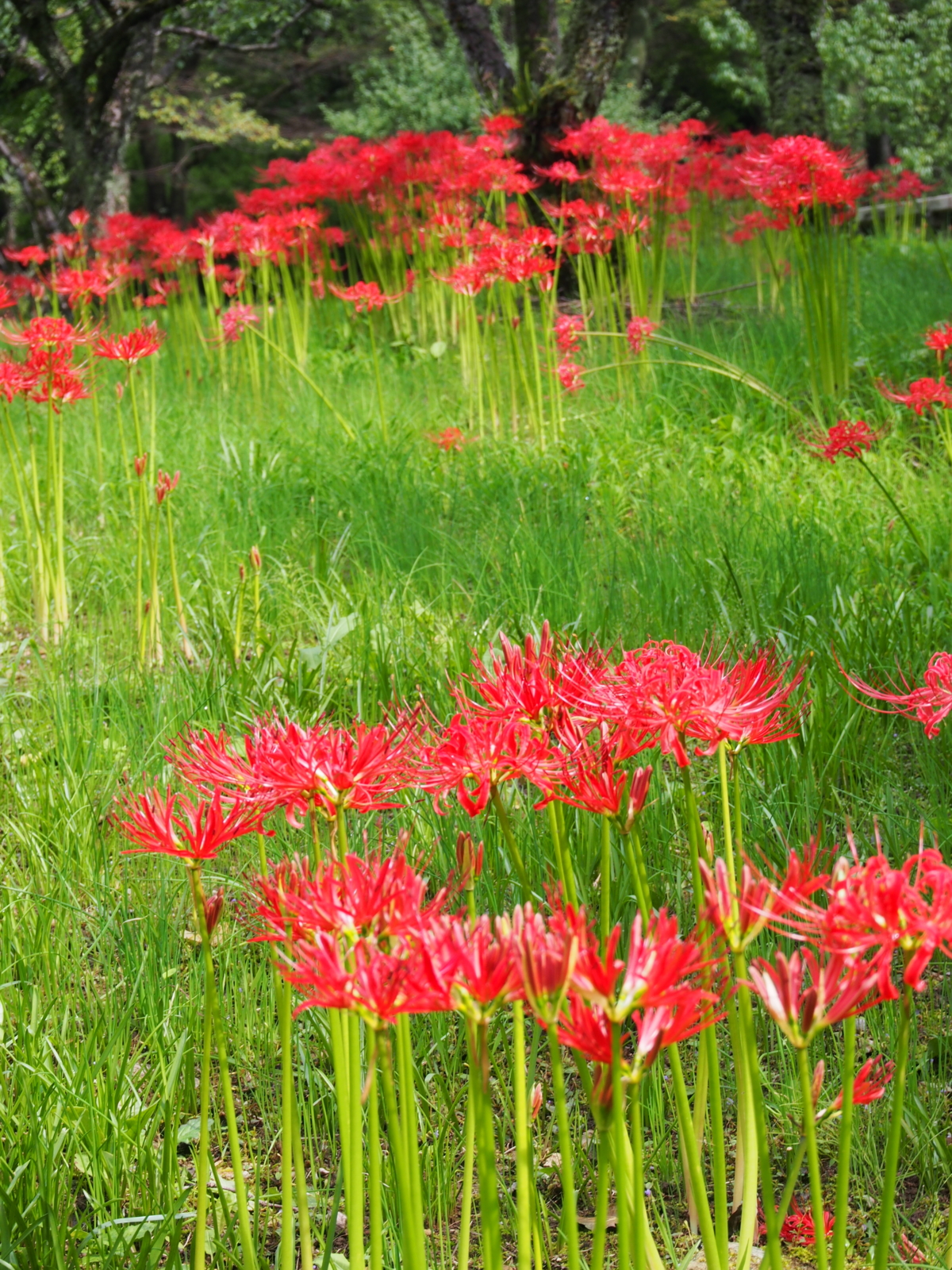 f:id:k10no3:20160924105420j:image:w640