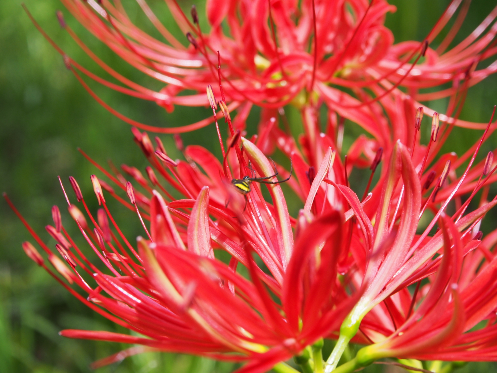 f:id:k10no3:20160924105435j:image:w640