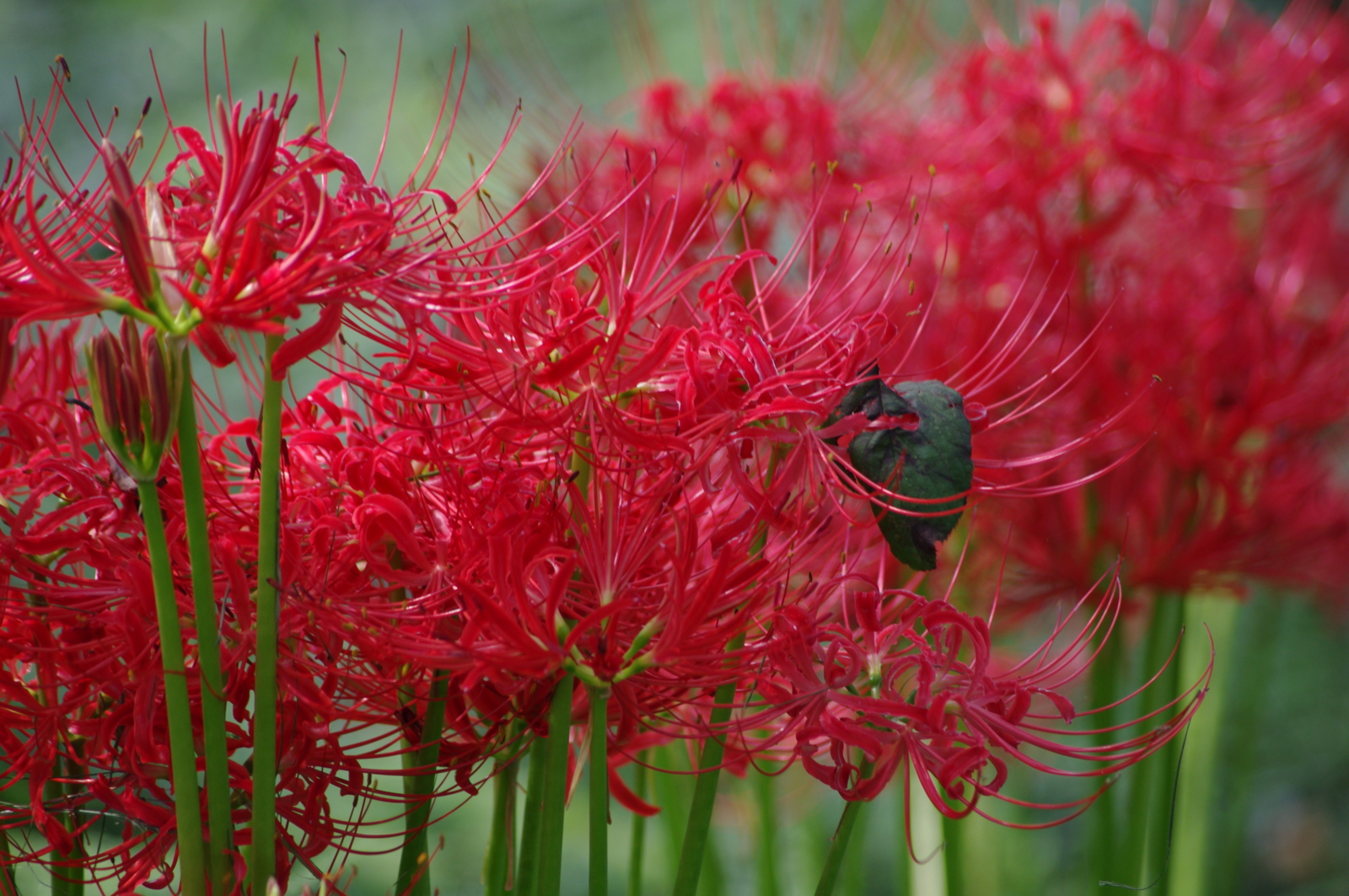 f:id:k10no3:20160924105934j:image:w640