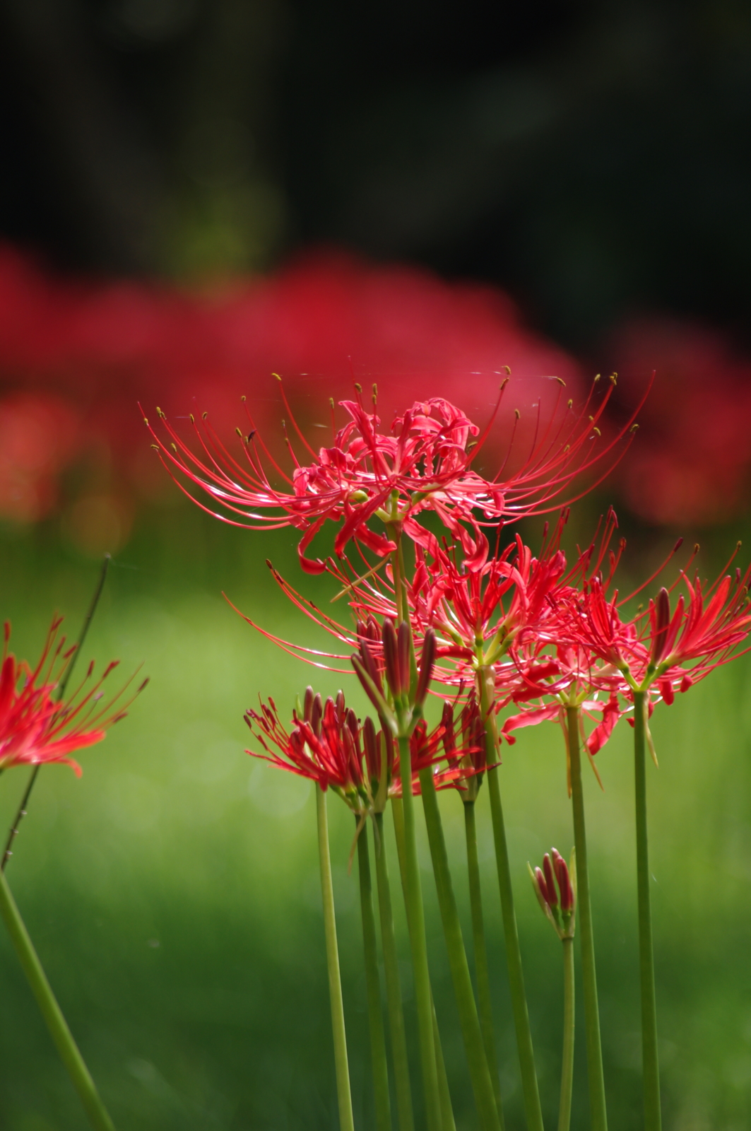 f:id:k10no3:20160924110935j:image:w318