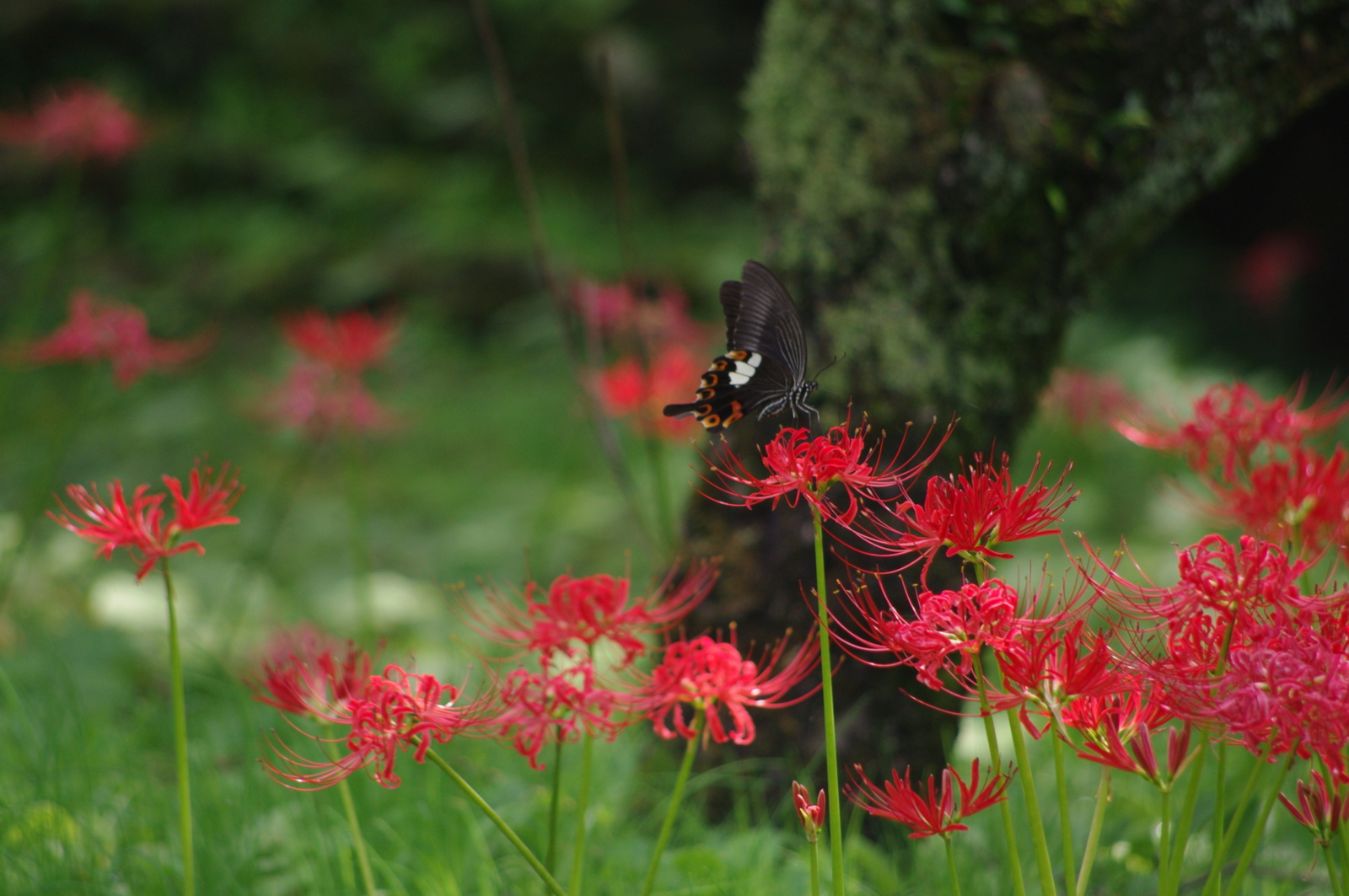 f:id:k10no3:20160924111006j:image:w640