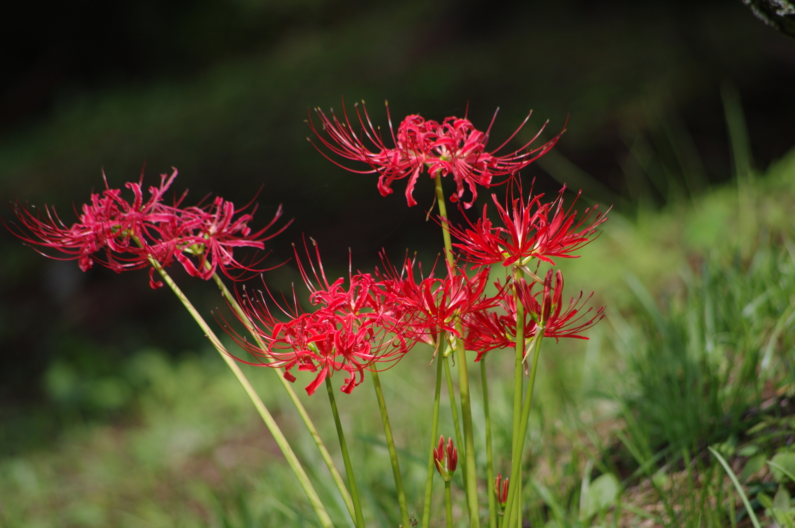 f:id:k10no3:20160924111150j:image:w640