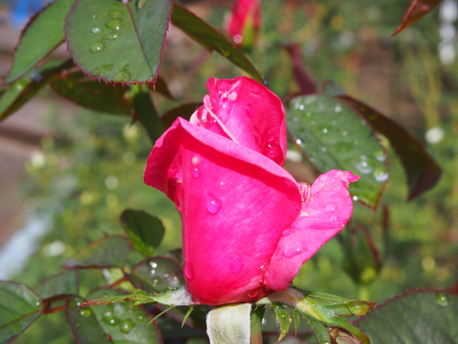 f:id:k10no3:20161001095254j:image:w640