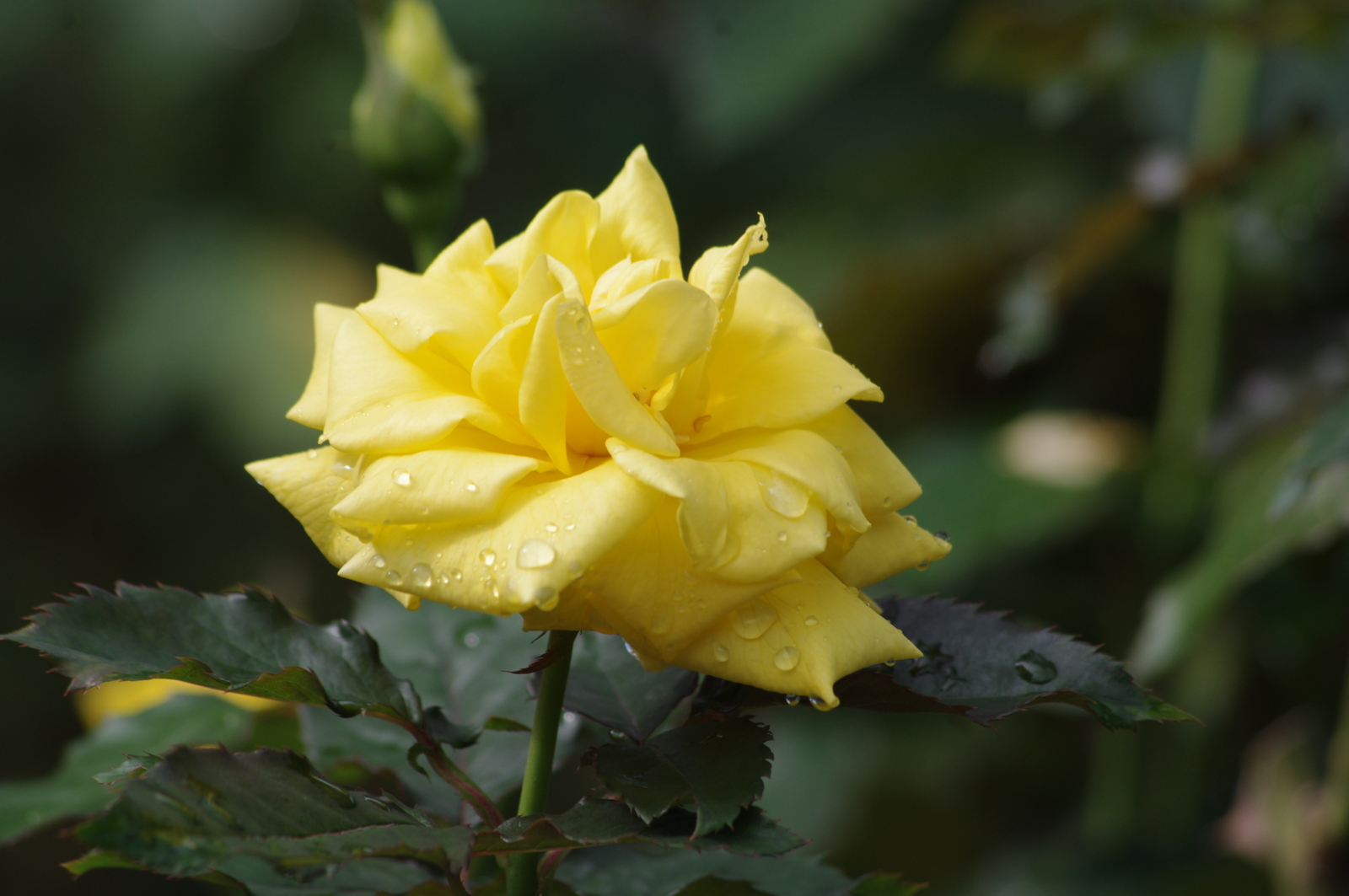 f:id:k10no3:20161001102206j:image:w318