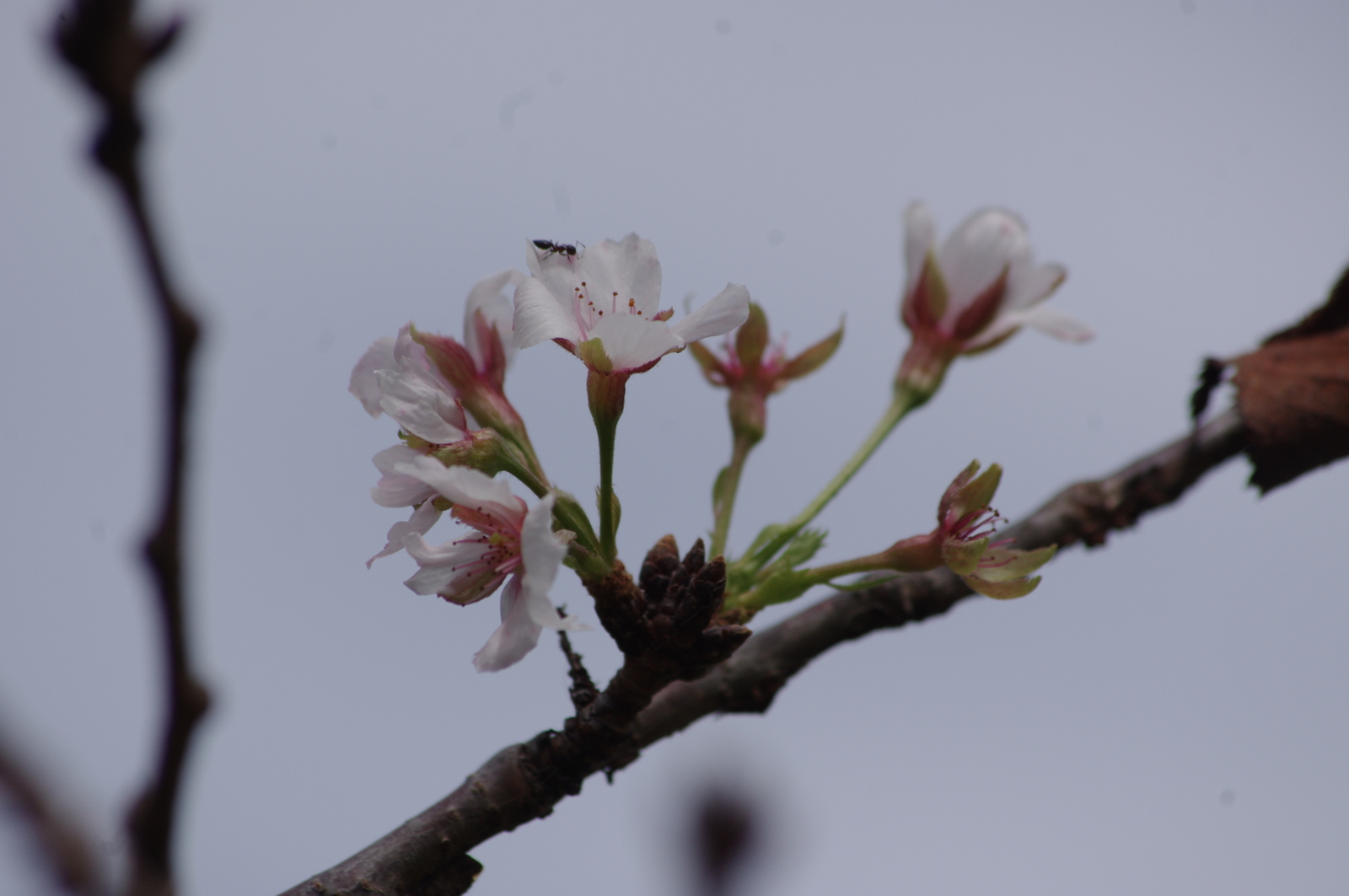 f:id:k10no3:20161001111536j:image:w640 f:id:k10no3:20161001111536j:image:w640