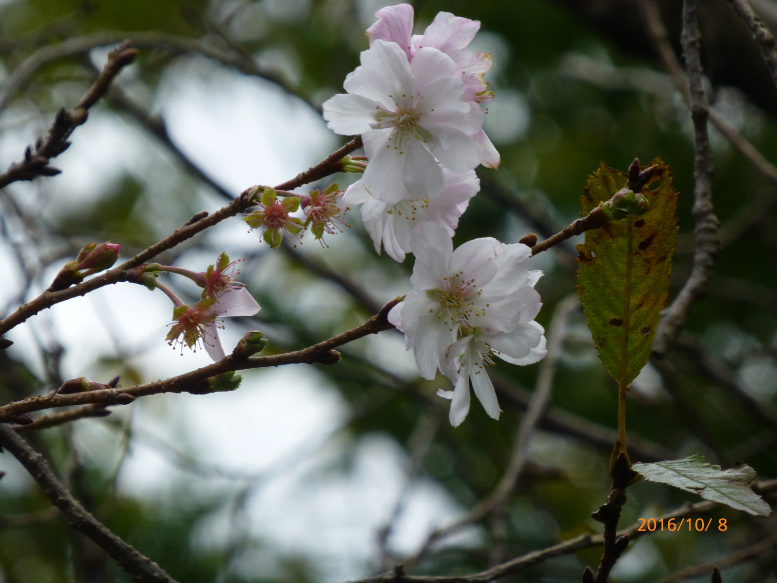 f:id:k10no3:20161008110001j:image:w640