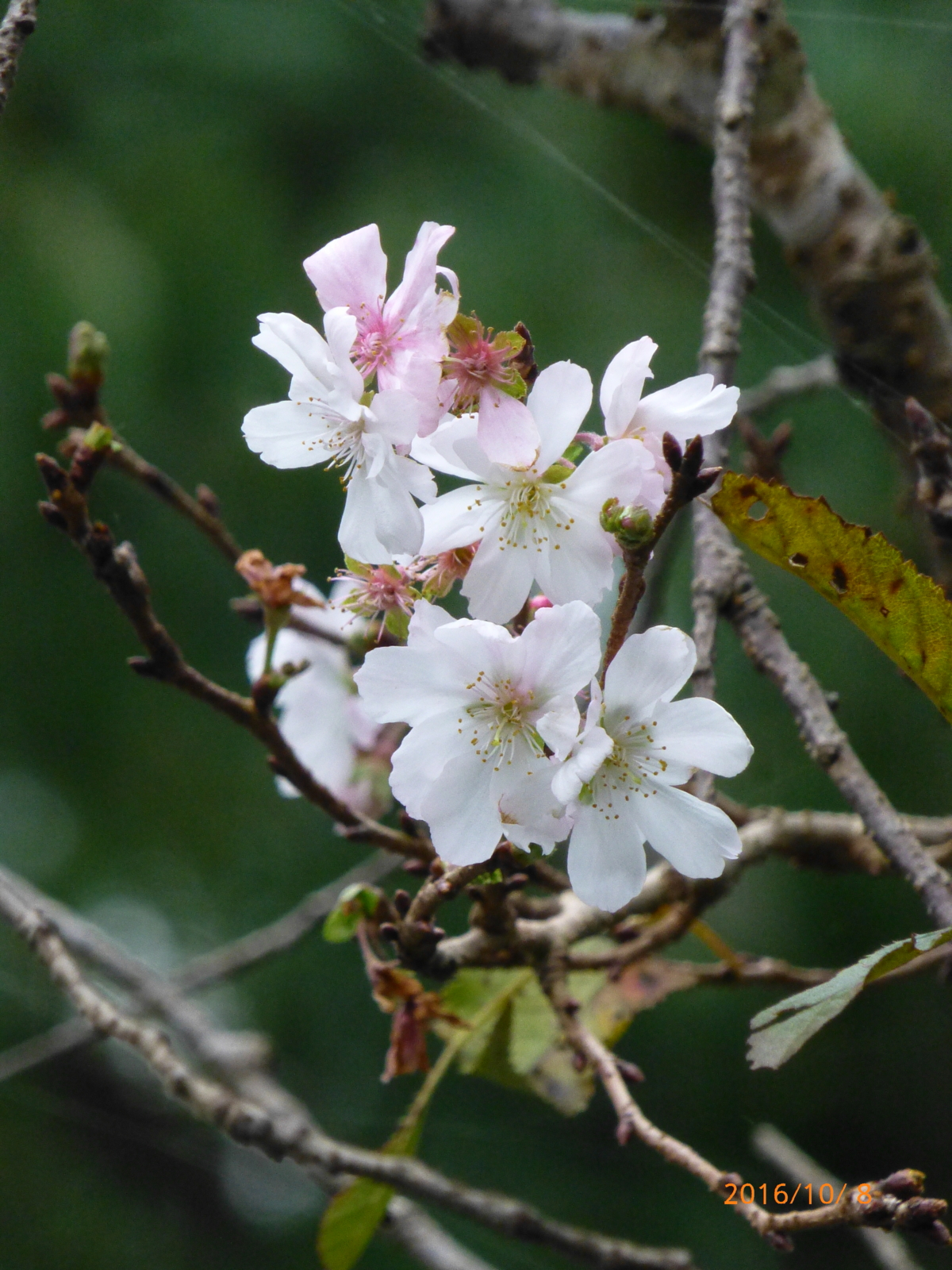 f:id:k10no3:20161008110645j:image:w640