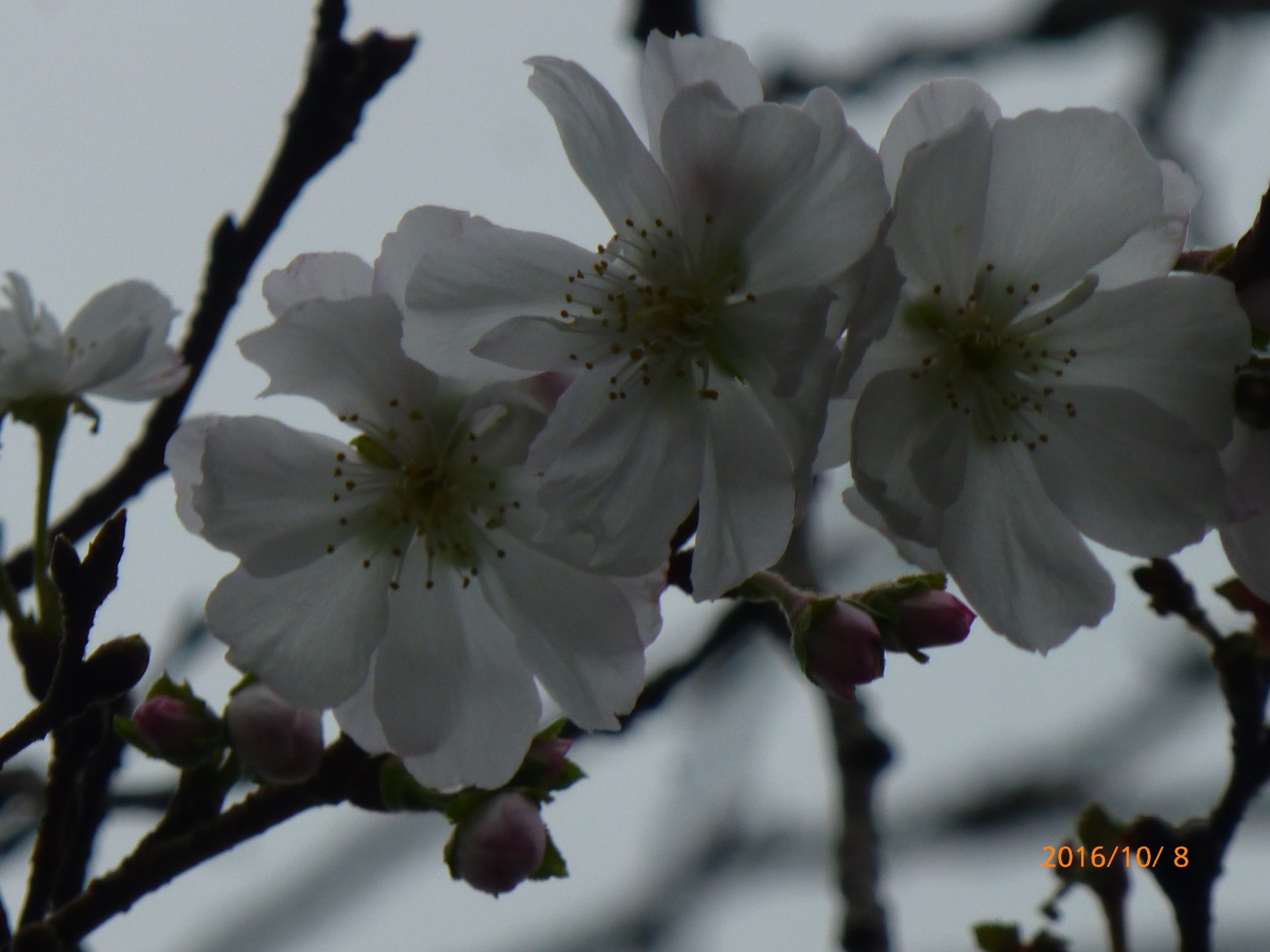 f:id:k10no3:20161008110809j:image:w640