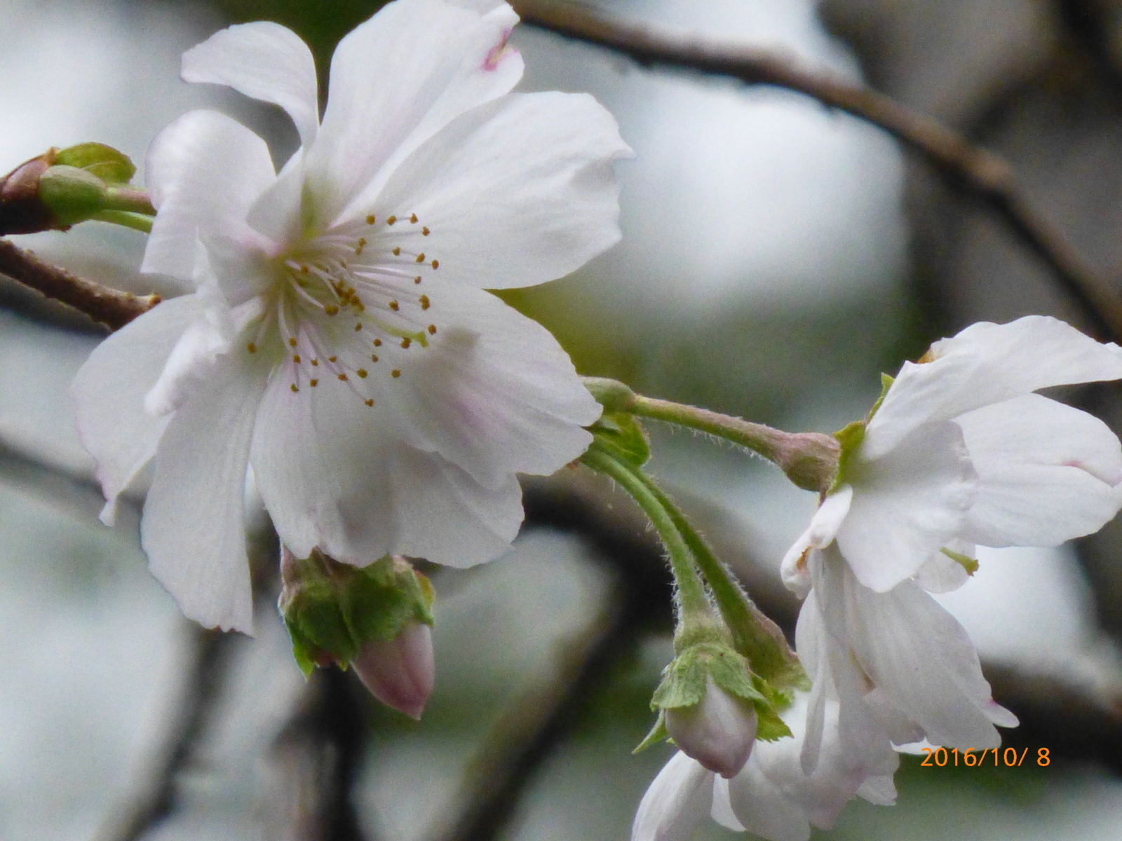 f:id:k10no3:20161008110825j:image:w640