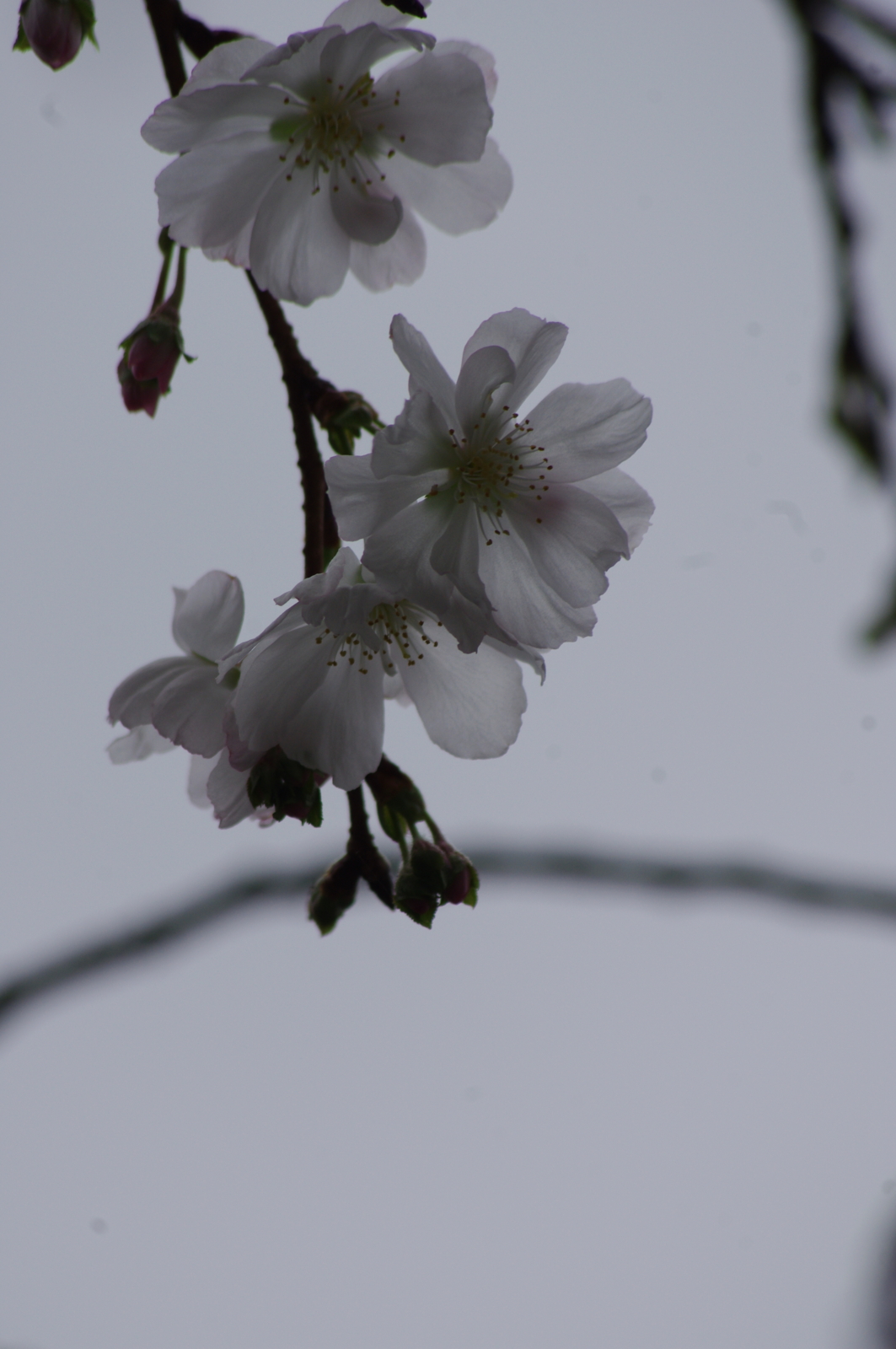 f:id:k10no3:20161008111428j:image:w318