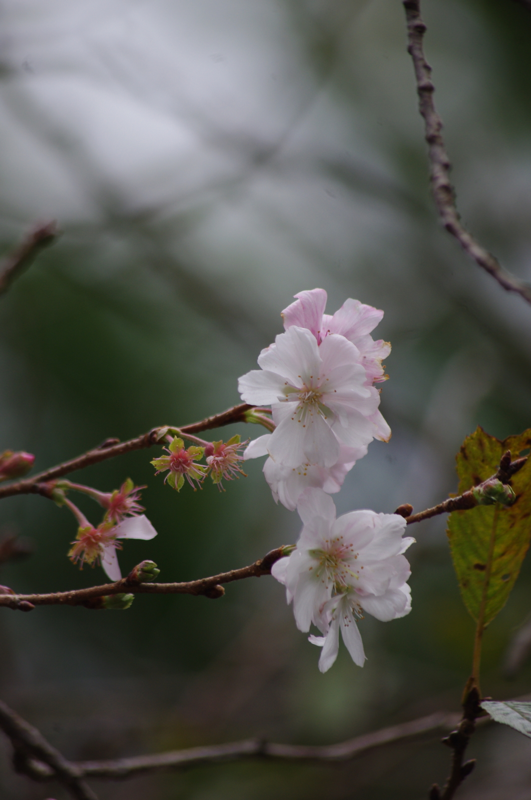 f:id:k10no3:20161008111938j:image:w318