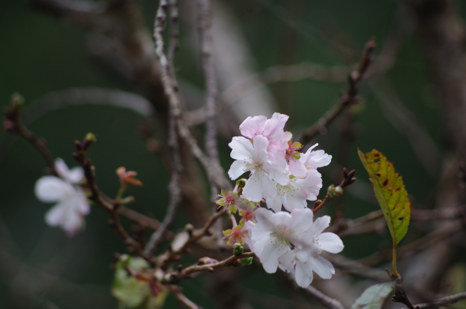 f:id:k10no3:20161008112003j:image:w640