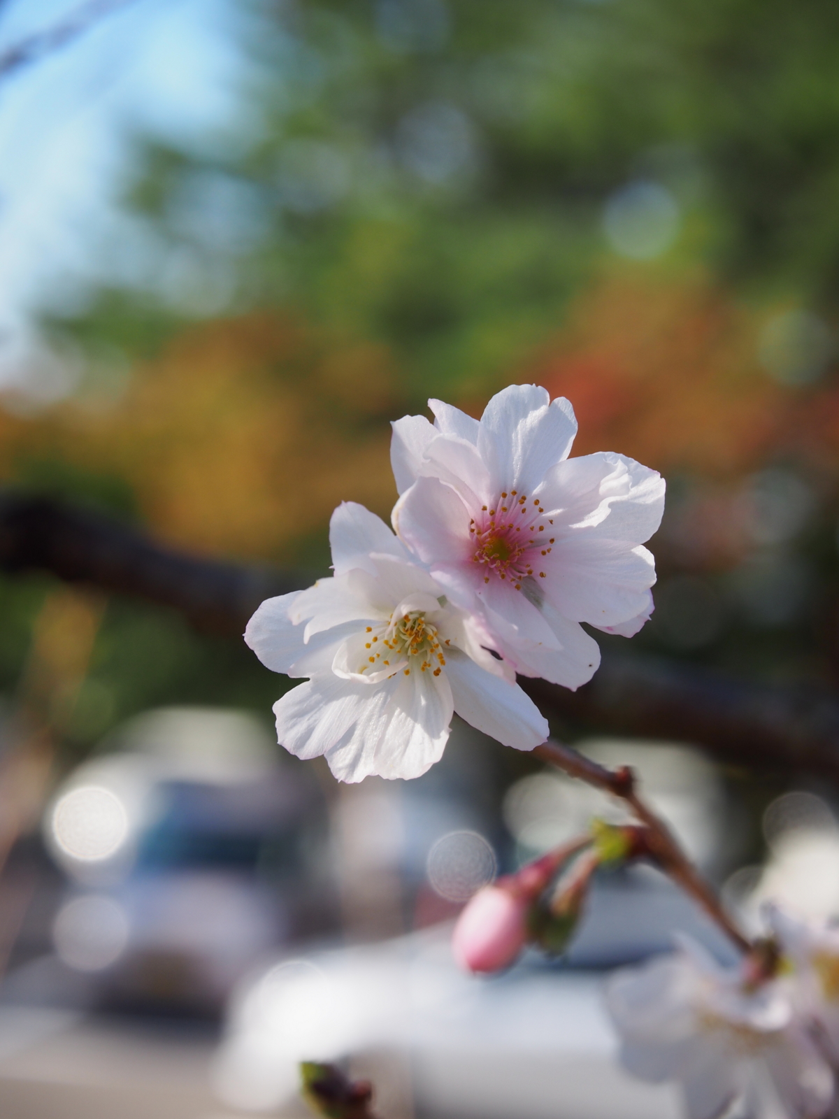 f:id:k10no3:20161015085644j:image:w640