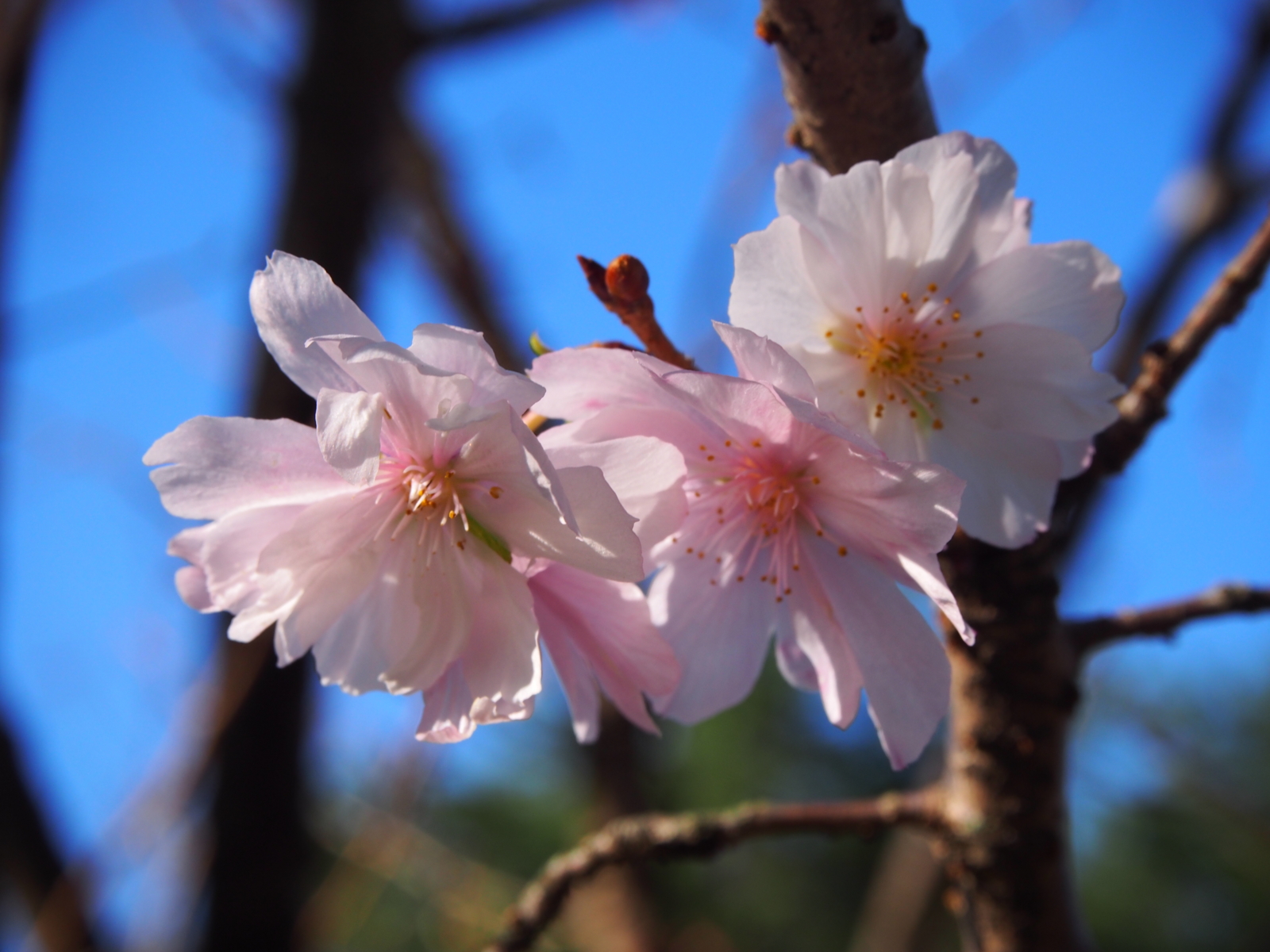 f:id:k10no3:20161015085659j:image:w640