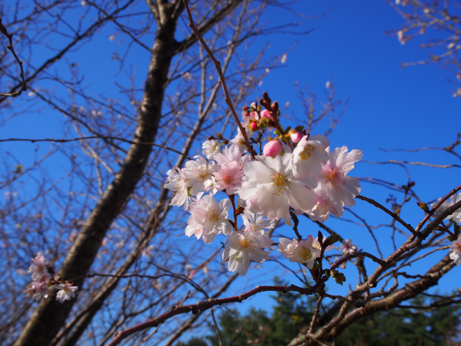 f:id:k10no3:20161015090351j:image:w640