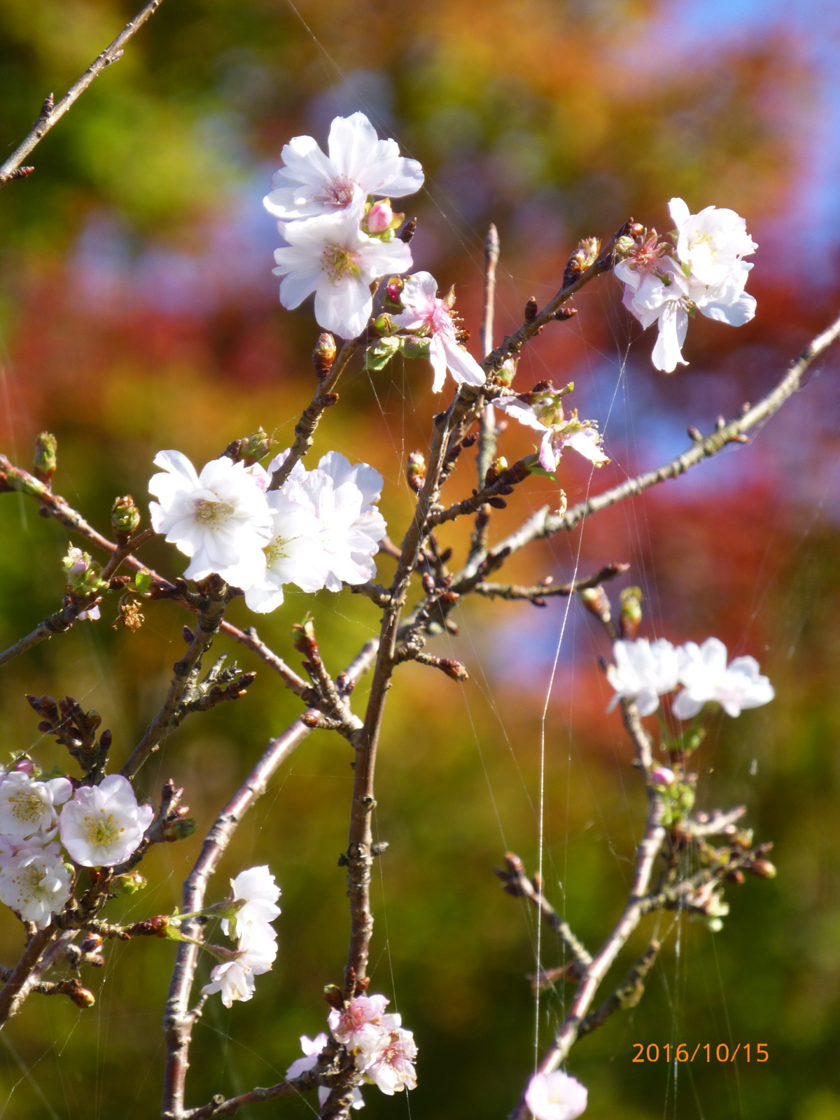 f:id:k10no3:20161015090513j:image:w640