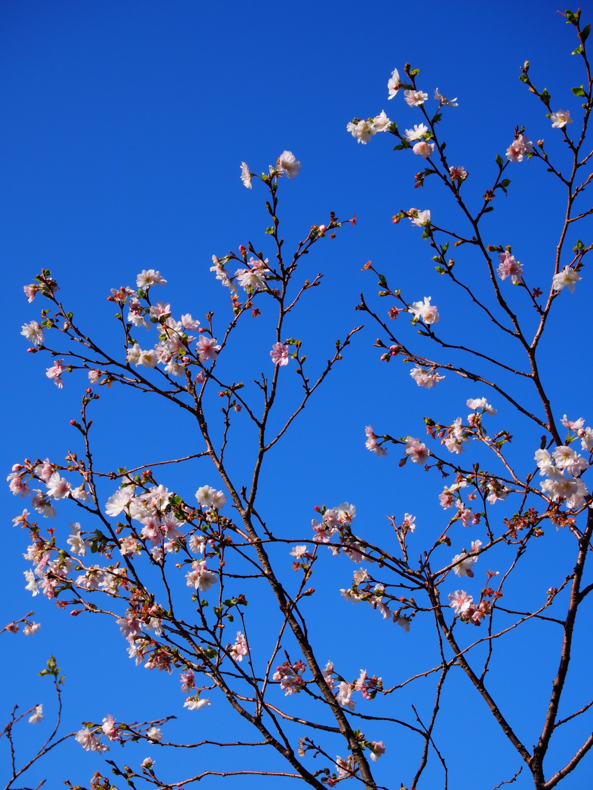 f:id:k10no3:20161015090826j:image:w640