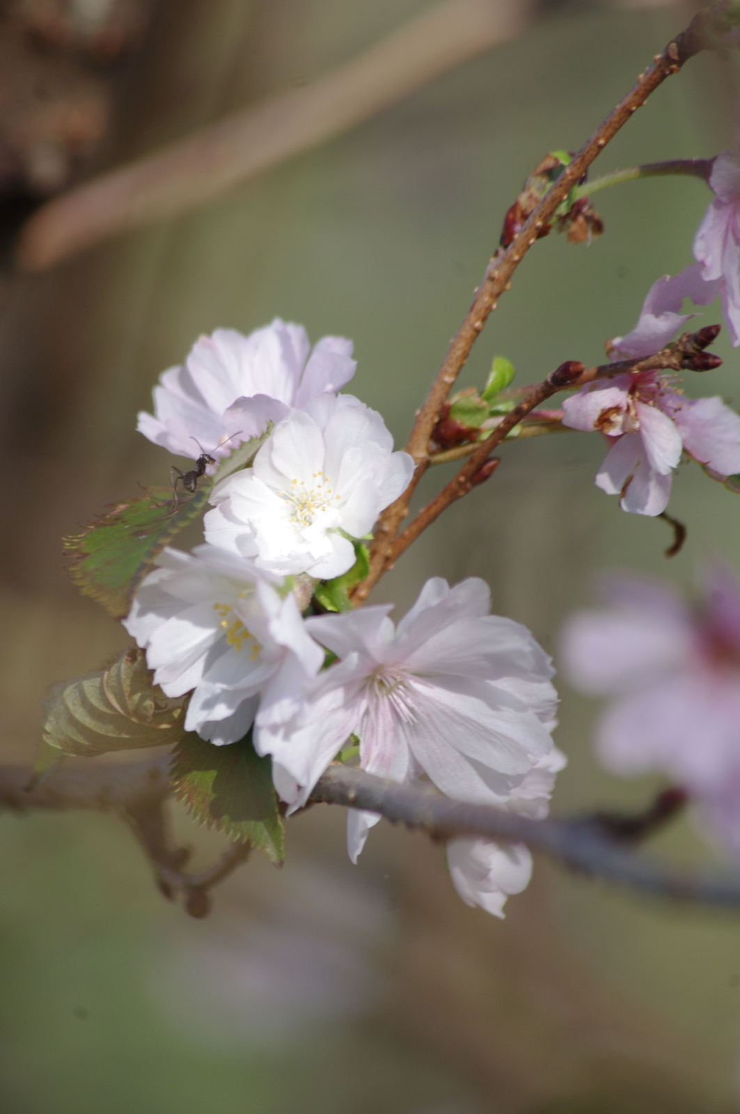 f:id:k10no3:20161015091622j:image:w640