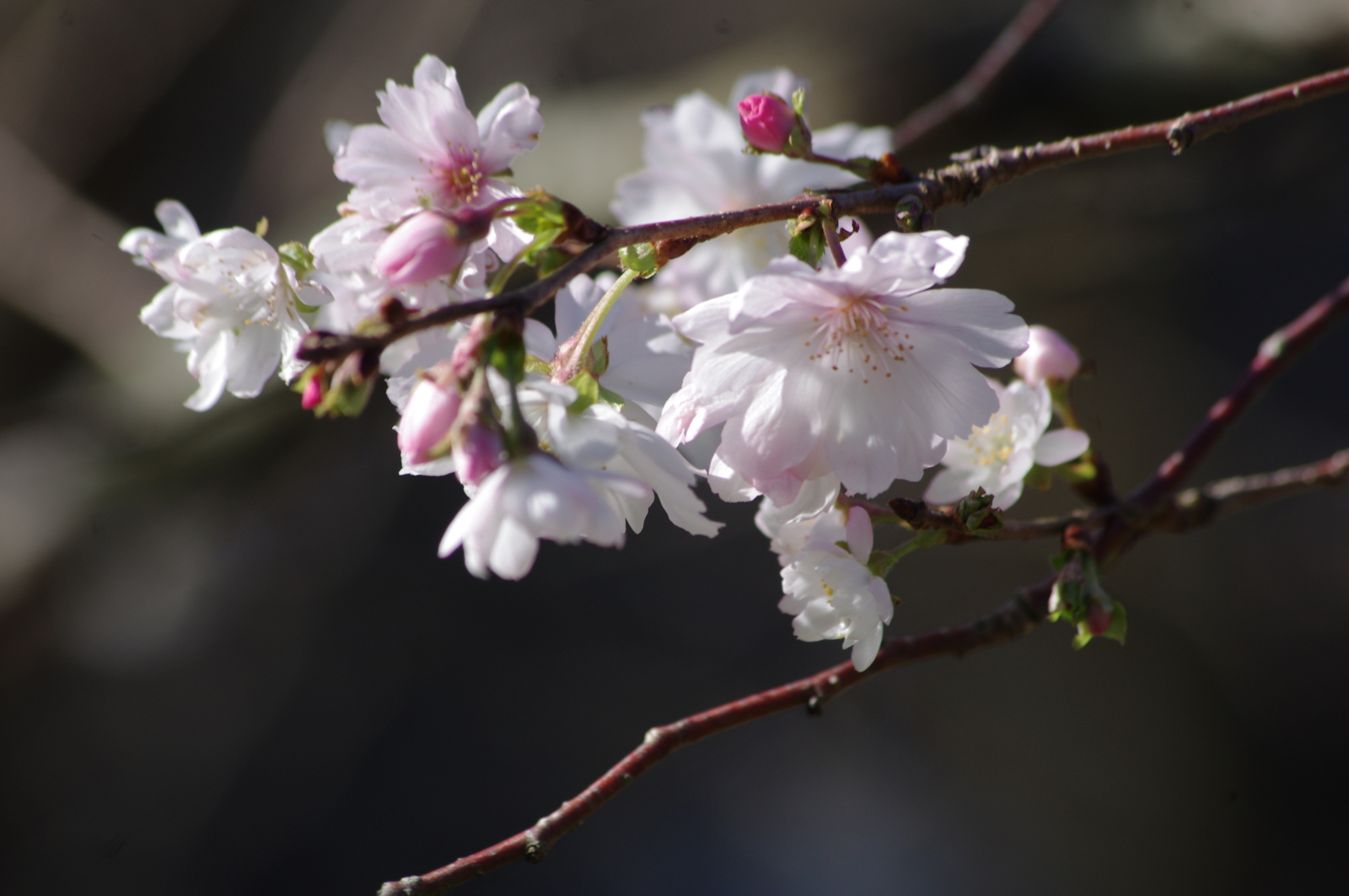 f:id:k10no3:20161015091920j:image:w640