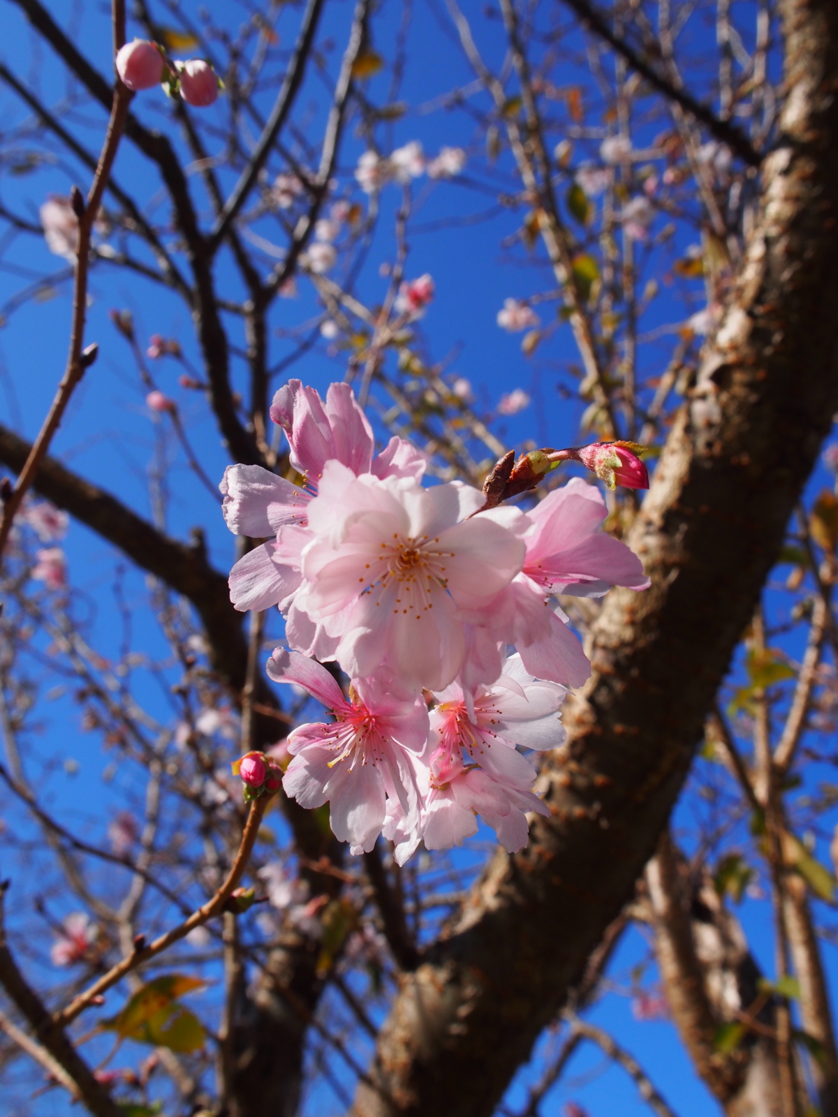 f:id:k10no3:20161015093246j:image:w318