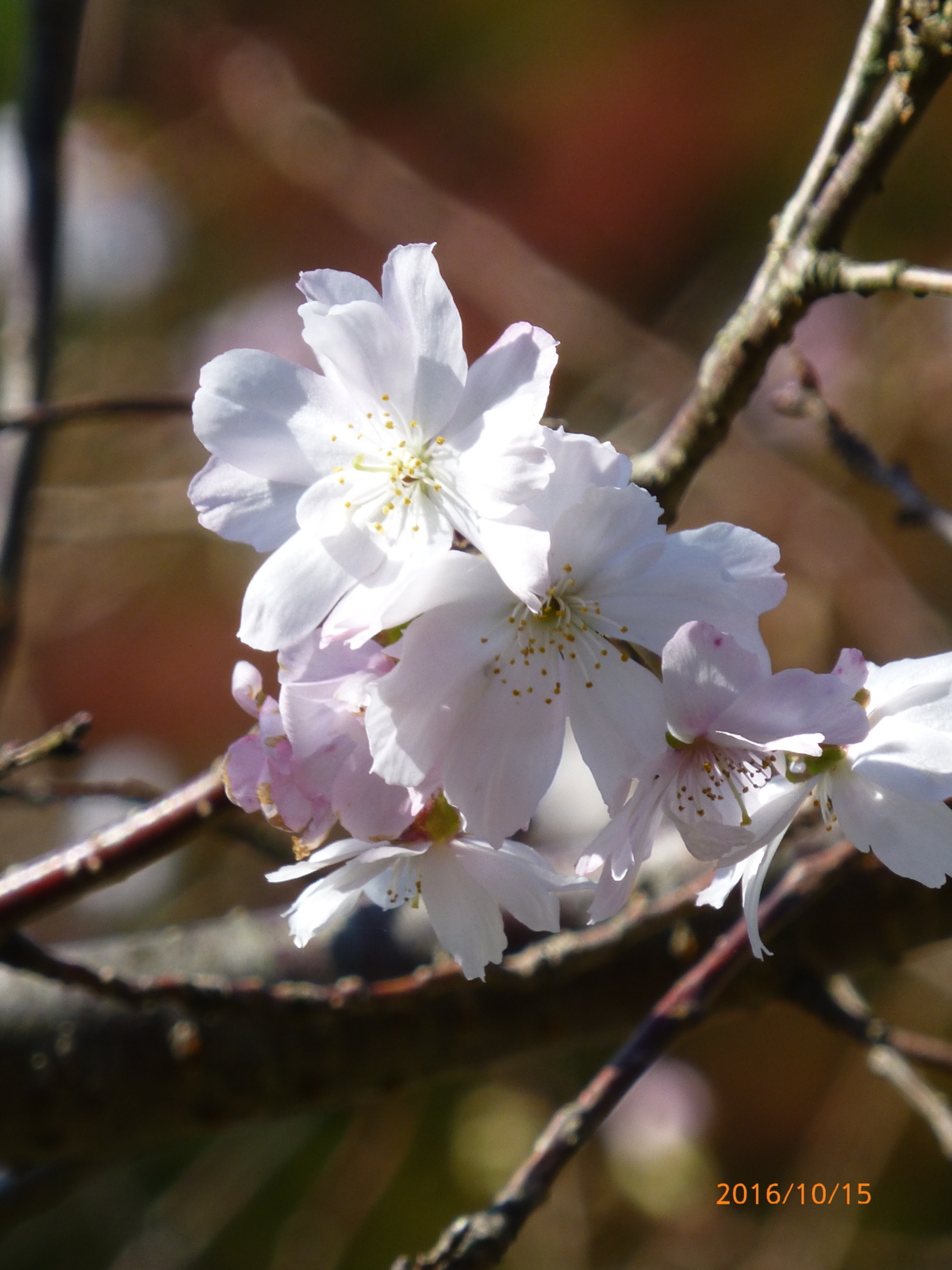 f:id:k10no3:20161015094419j:image:w640