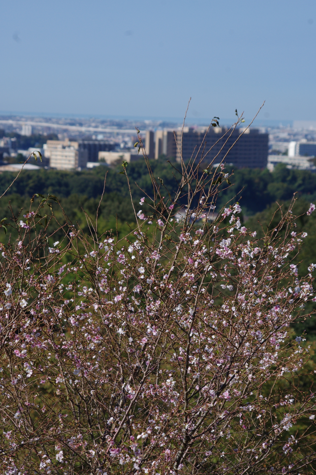 f:id:k10no3:20161015095210j:image:w318