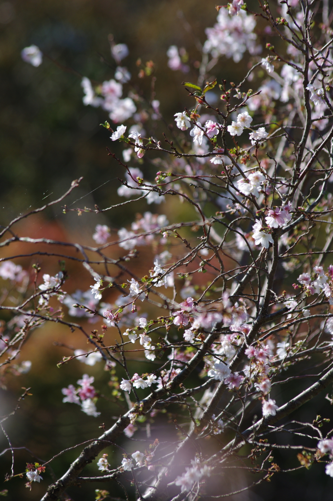 f:id:k10no3:20161015095928j:image:w318