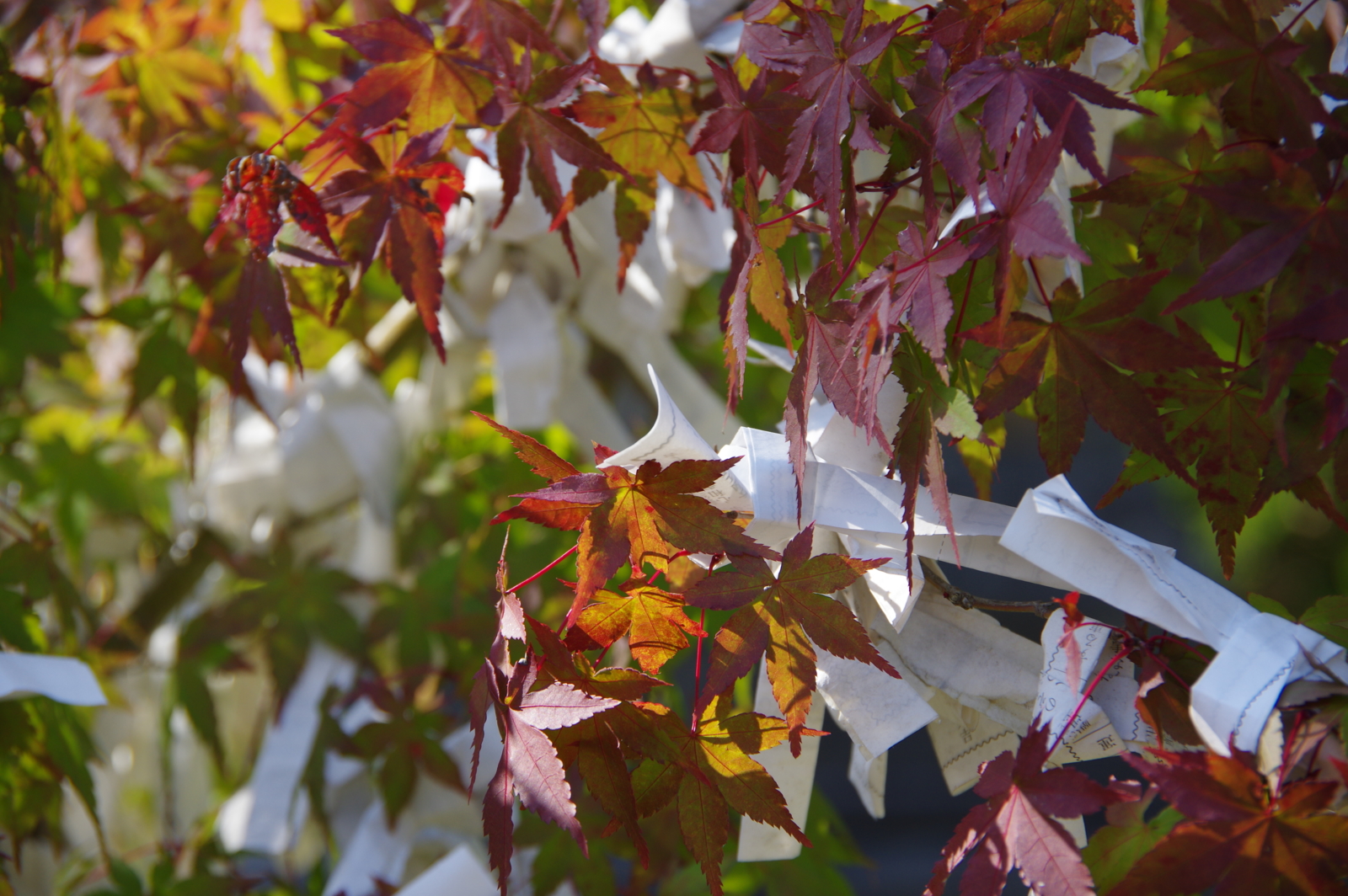 f:id:k10no3:20161030131416j:image:w640