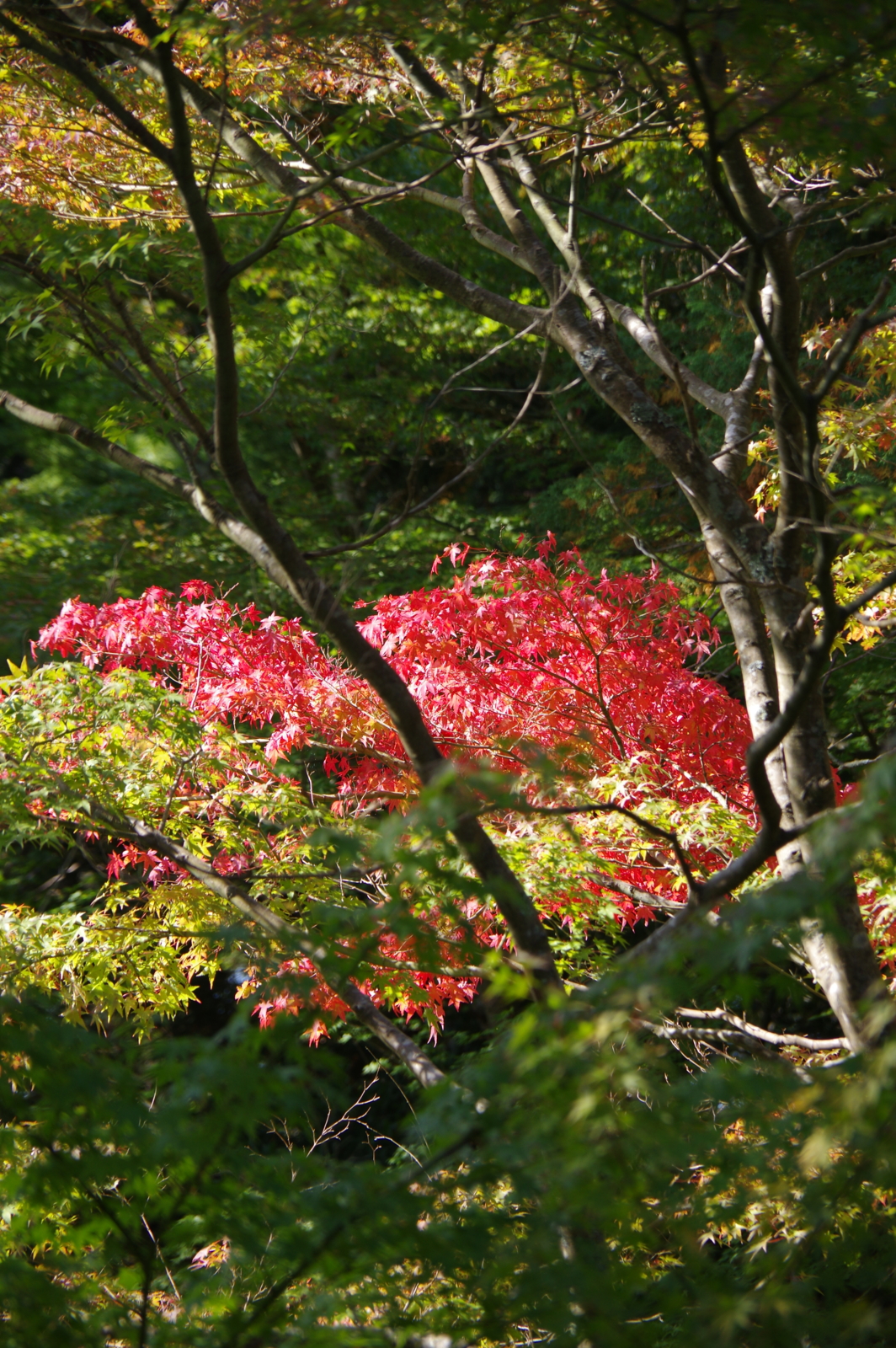 f:id:k10no3:20161030131520j:image:w318