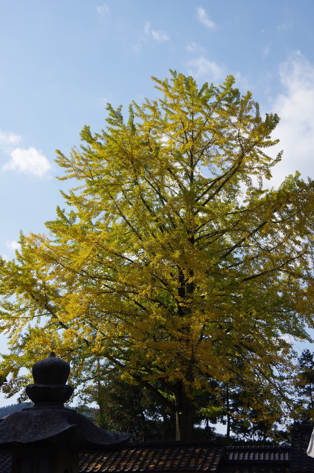 f:id:k10no3:20161030132146j:image:w318