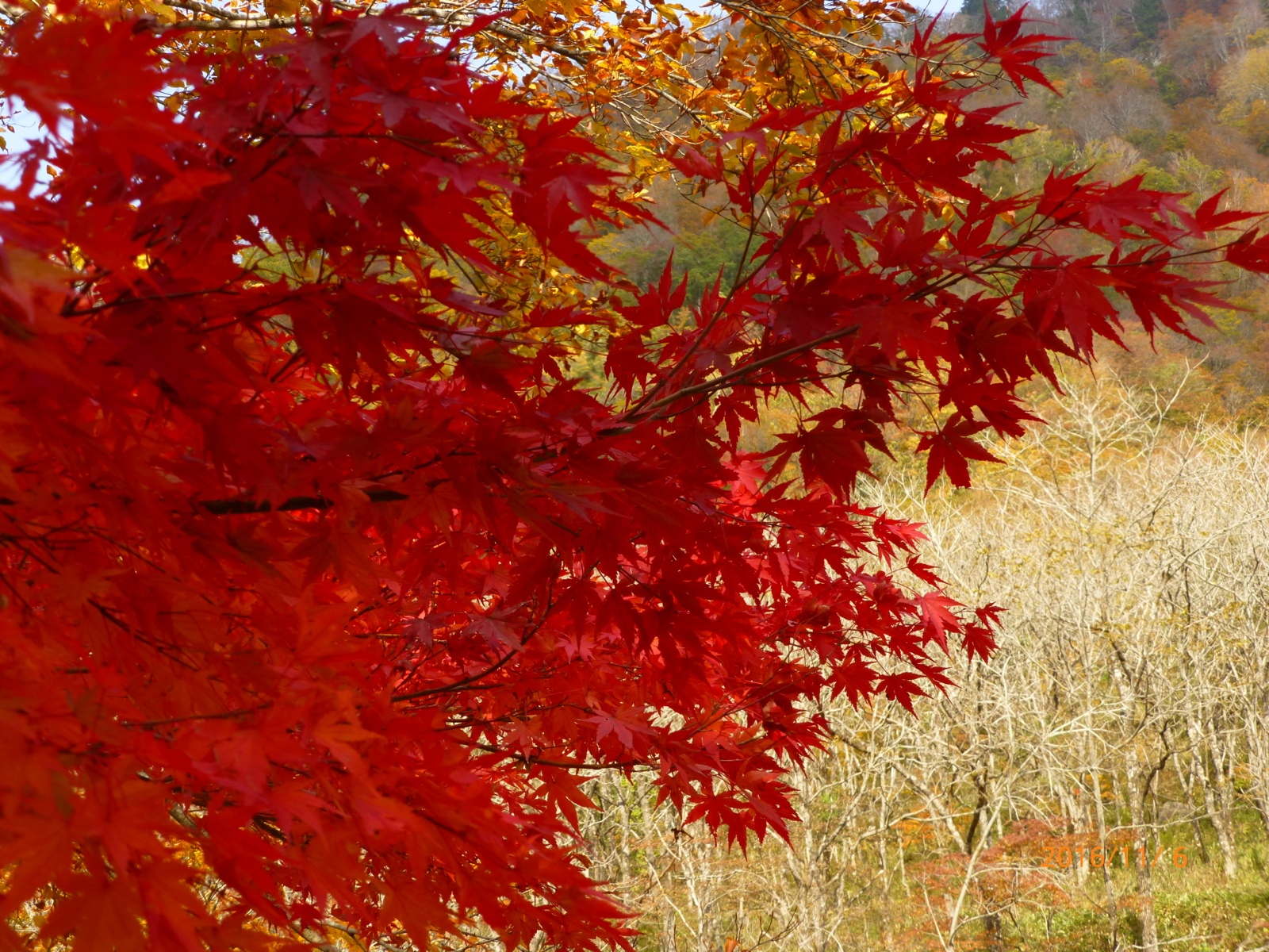 f:id:k10no3:20161106110340j:image:w640