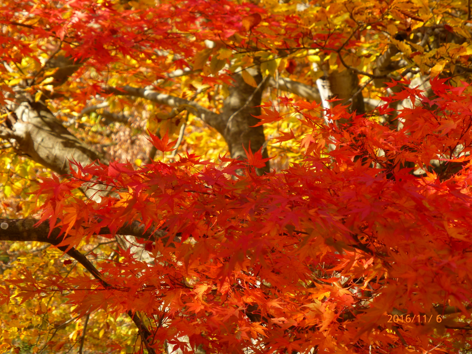 f:id:k10no3:20161106112307j:image:w640