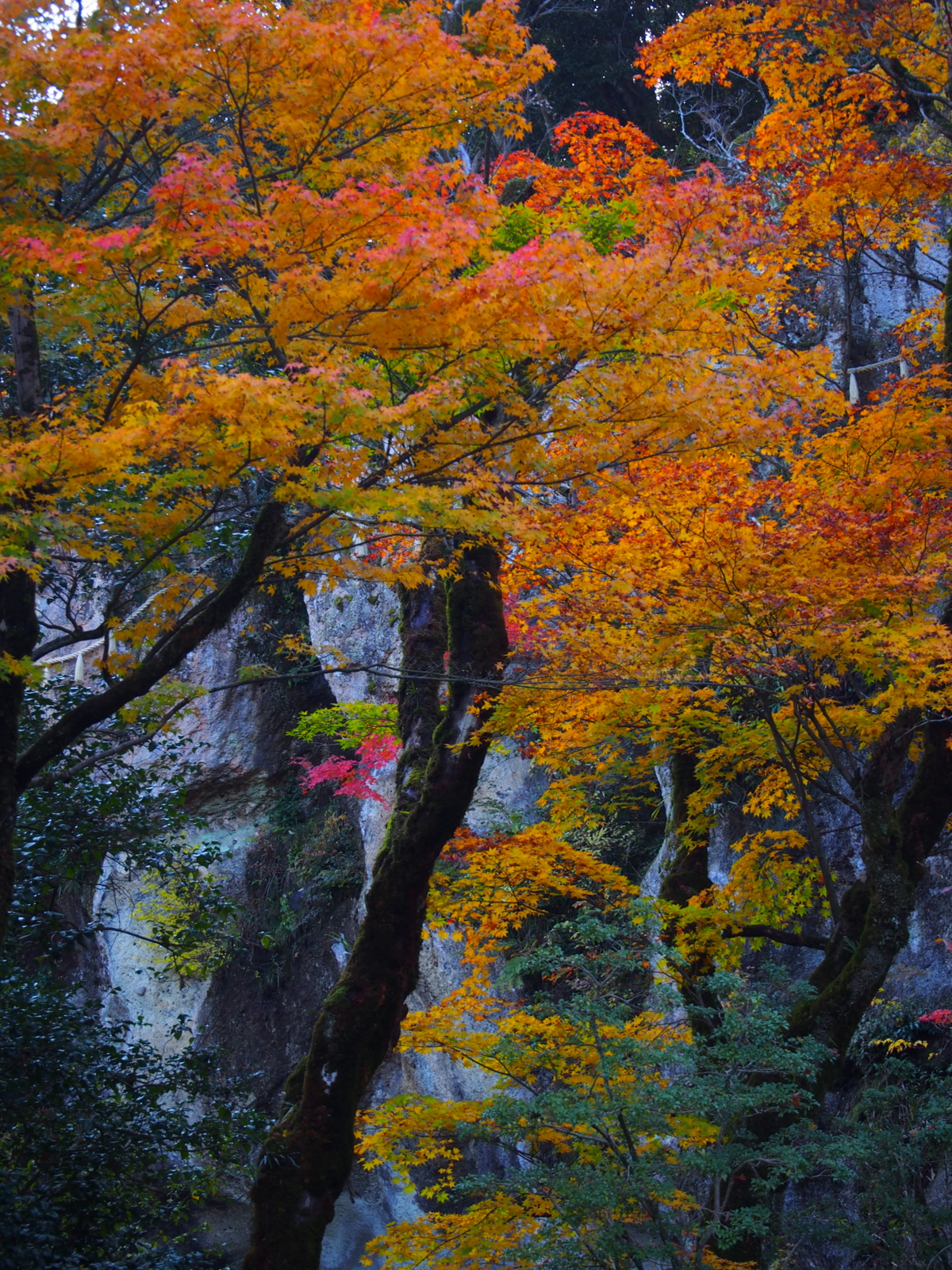 f:id:k10no3:20161112105413j:image:w318