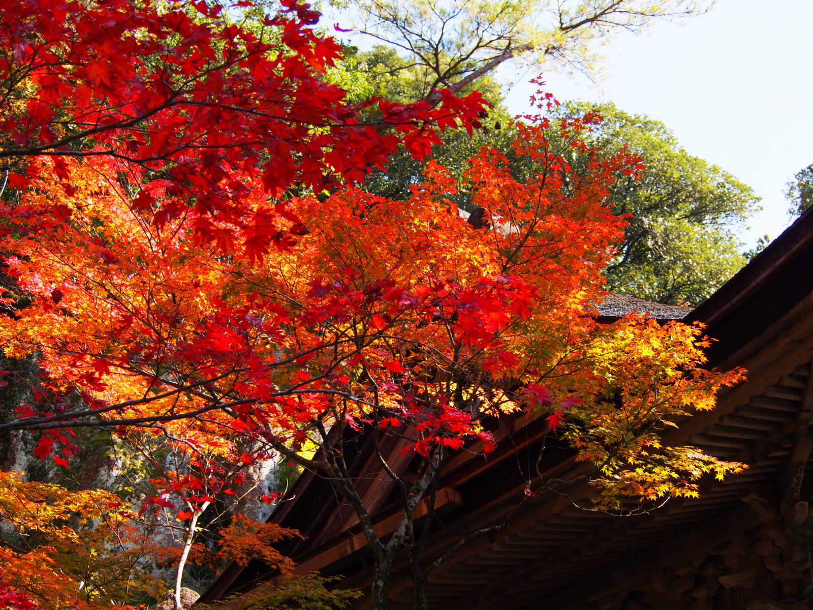 f:id:k10no3:20161112112857j:image:w640
